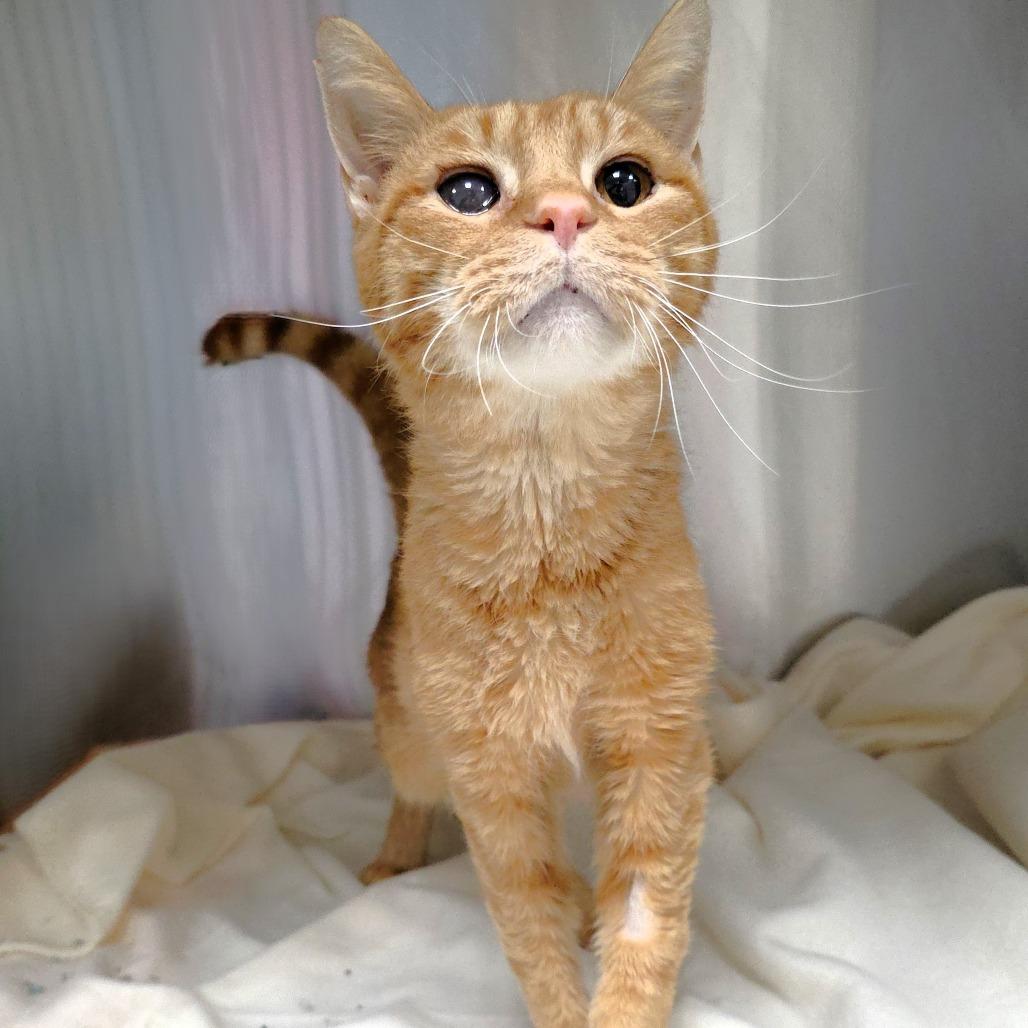 Sam, a Adoptable Domestic Short Hair in Michigan City, IN image 1/6