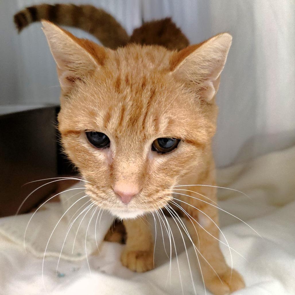 Sam, a Adoptable Domestic Short Hair in Michigan City, IN image 2/6