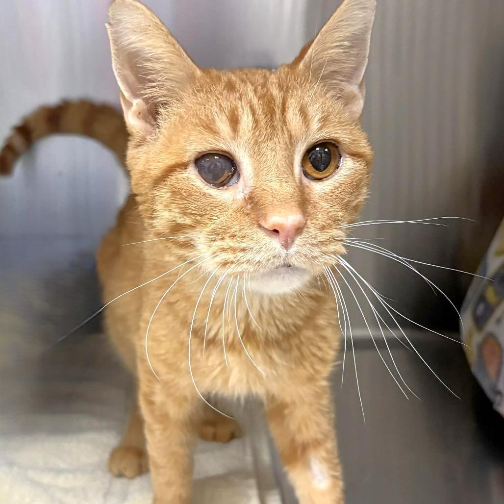 Sam, a Adoptable Domestic Short Hair in Michigan City, IN image 3/6