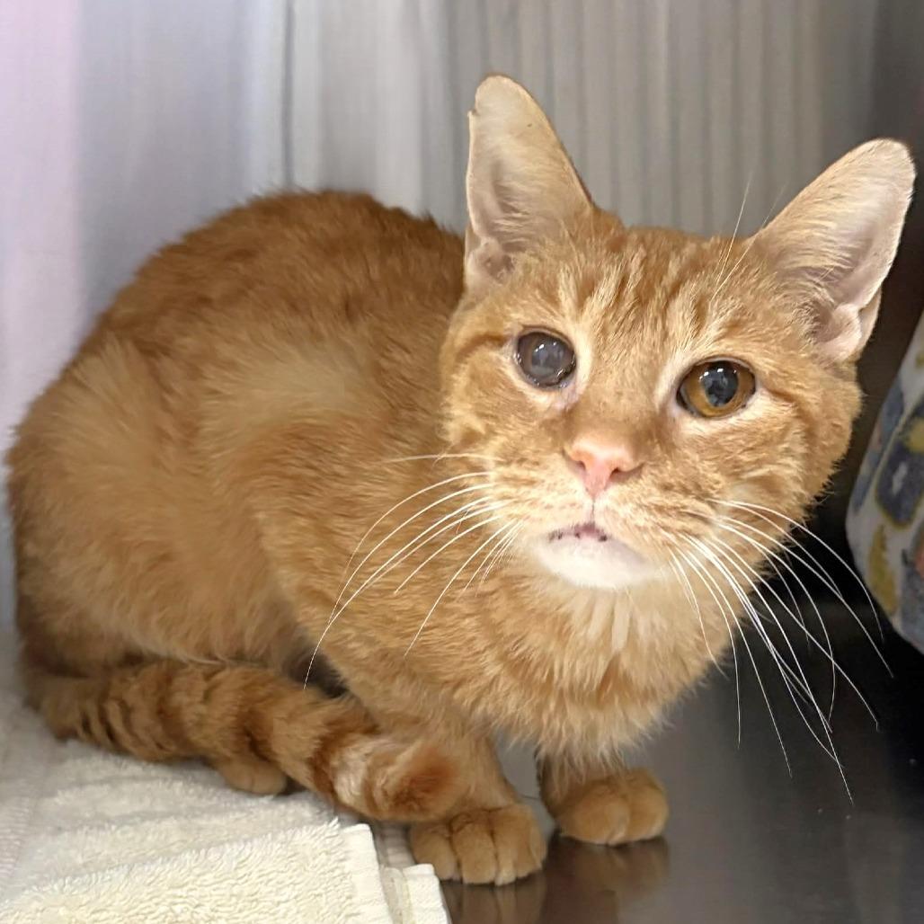 Sam, a Adoptable Domestic Short Hair in Michigan City, IN image 4/6