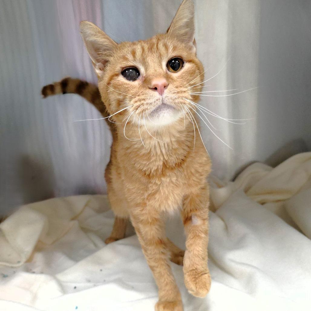 Sam, a Adoptable Domestic Short Hair in Michigan City, IN image 5/6
