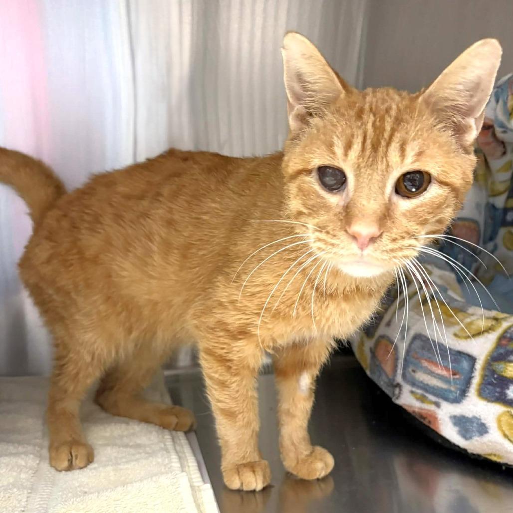 Sam, a Adoptable Domestic Short Hair in Michigan City, IN image 6/6
