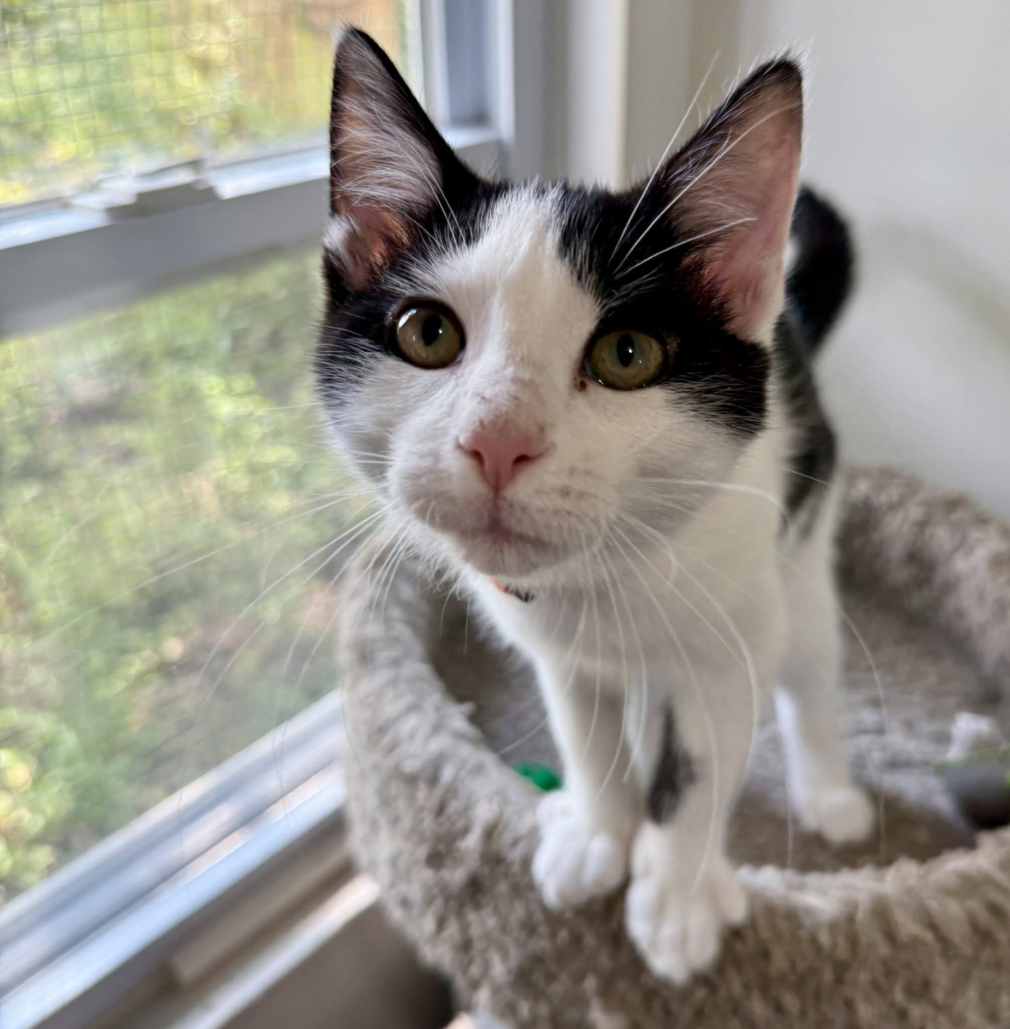 Larry George, an adopted Domestic Short Hair in Ashland, OH image 4/4