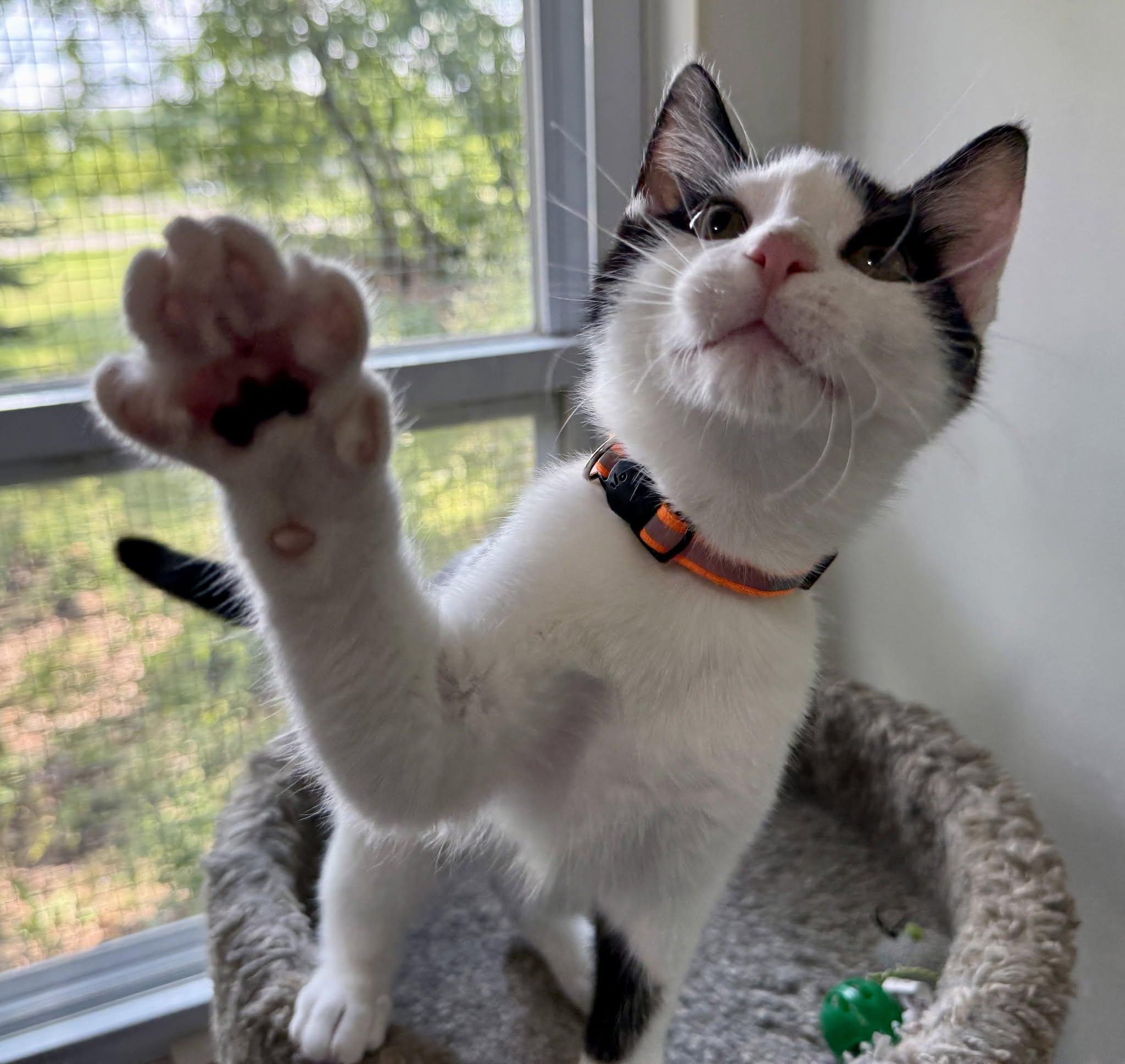 Larry George, adopted, Kitten Male Domestic Short Hair.