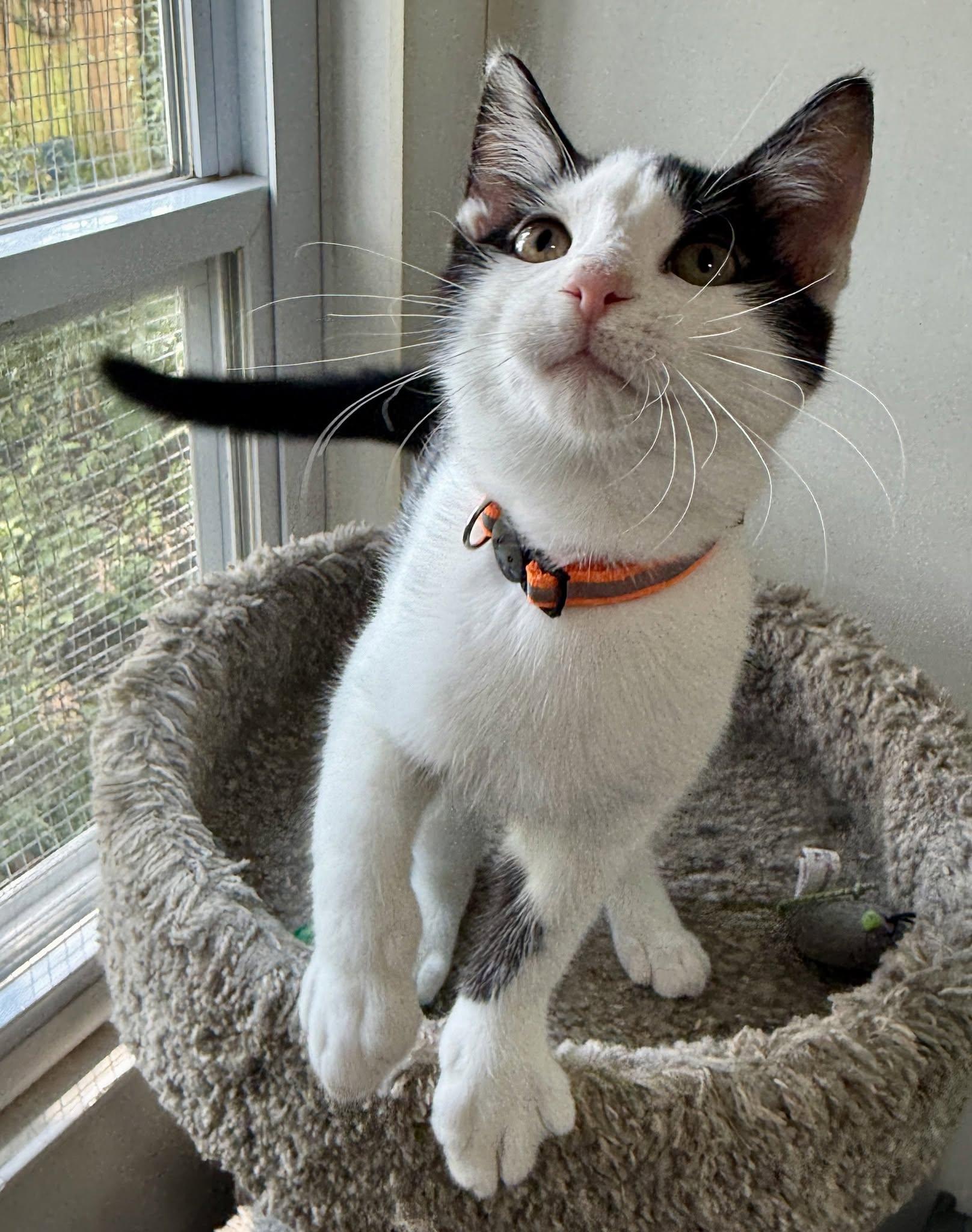 Larry George, an adopted Domestic Short Hair in Ashland, OH image 3/4