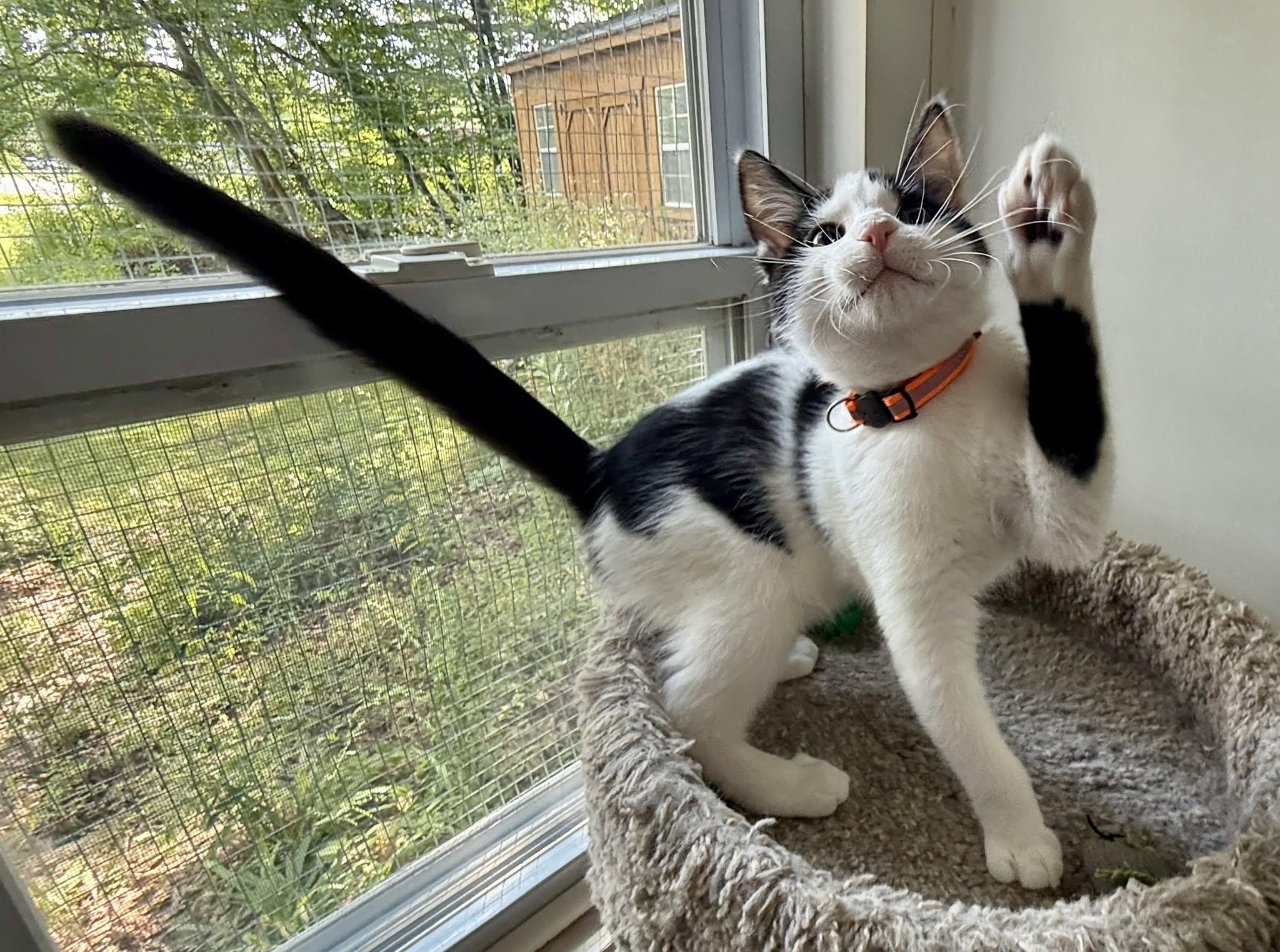 Larry George, an adopted Domestic Short Hair in Ashland, OH image 2/4
