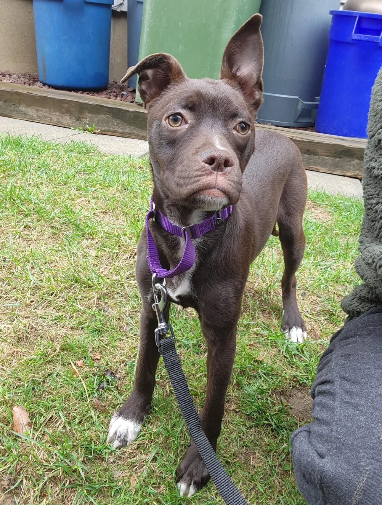 Brownie