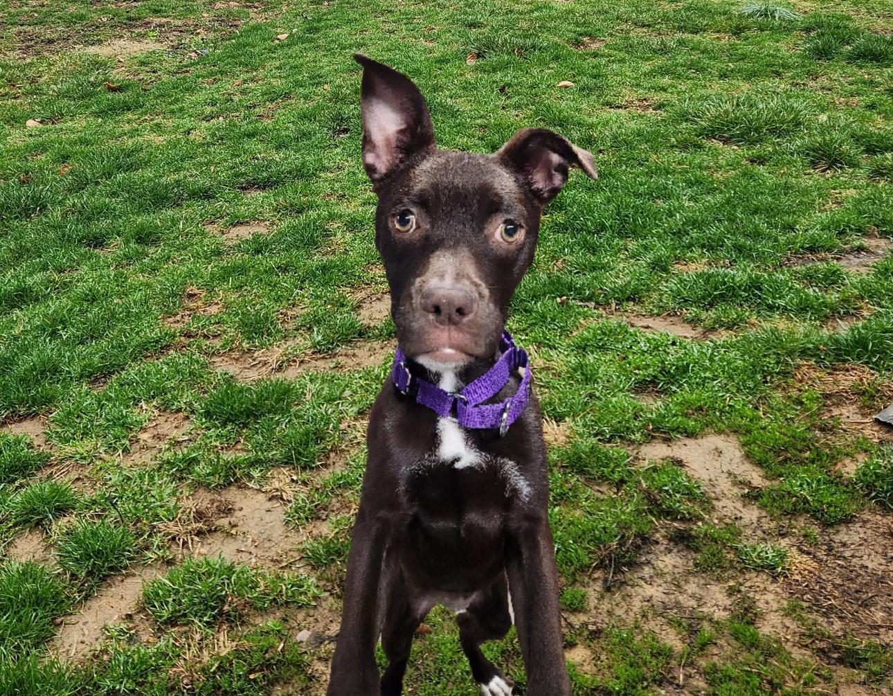 Brownie