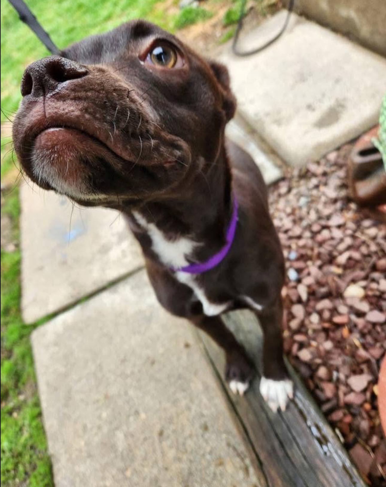 Brownie