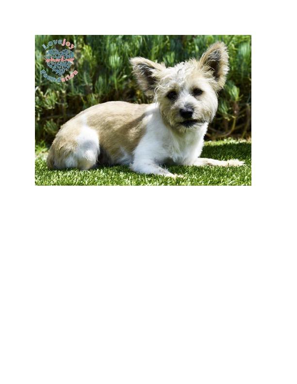 Rocky COH a 1 year old male Yorkie and Pomeranian Mix who came to us as an owner surrender alongsid