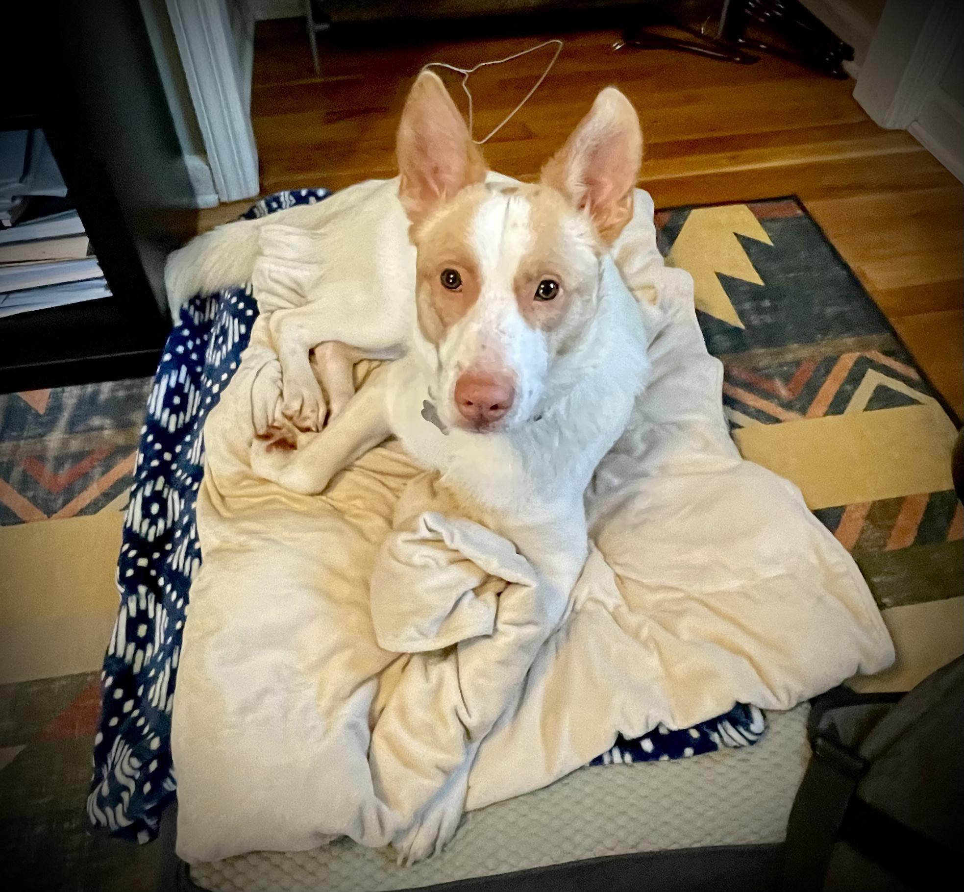 Rio, Adoptable, Adult Male German Shepherd Dog & Border Collie.