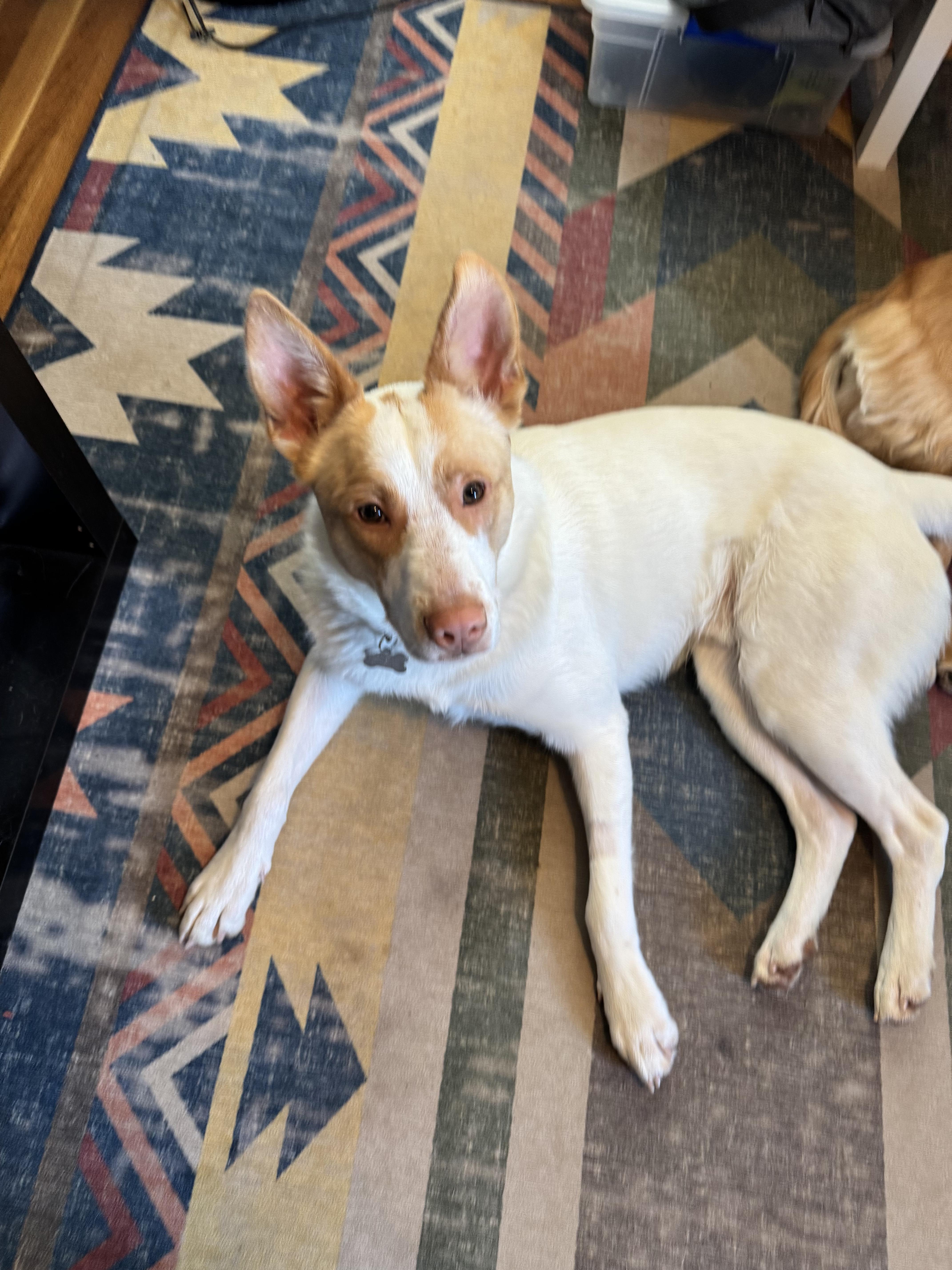 Rio, a Adoptable mixed breed in Lexington, KY image 3/4