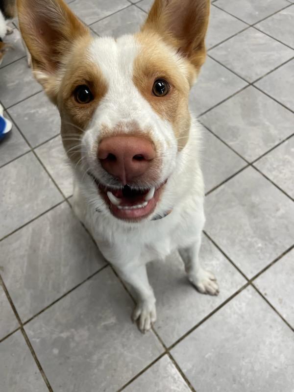 Rio, a Adoptable mixed breed in Lexington, KY image 4/4