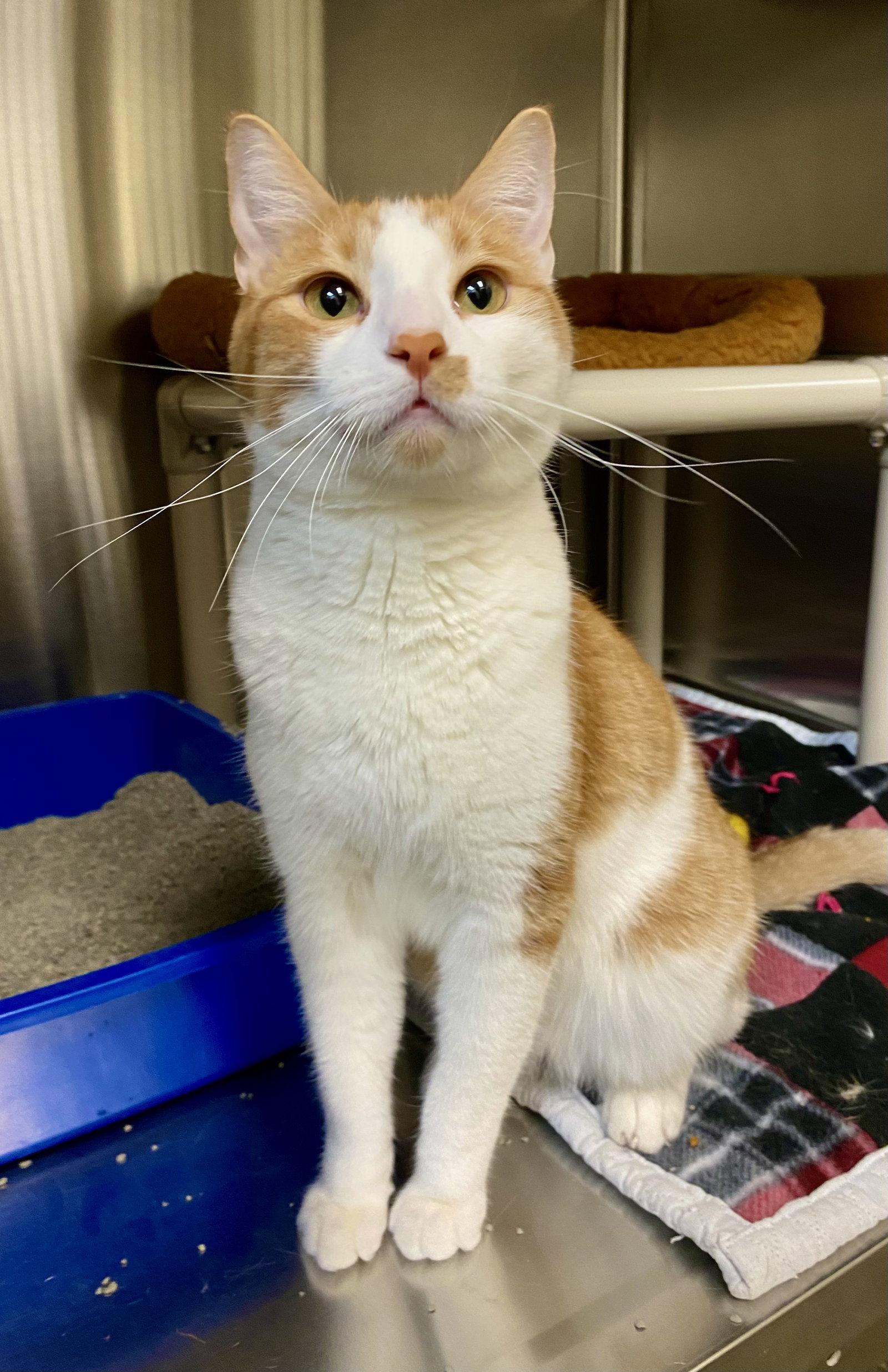 Lucian, Adoptable, Adult Male Domestic Short Hair & Tabby.