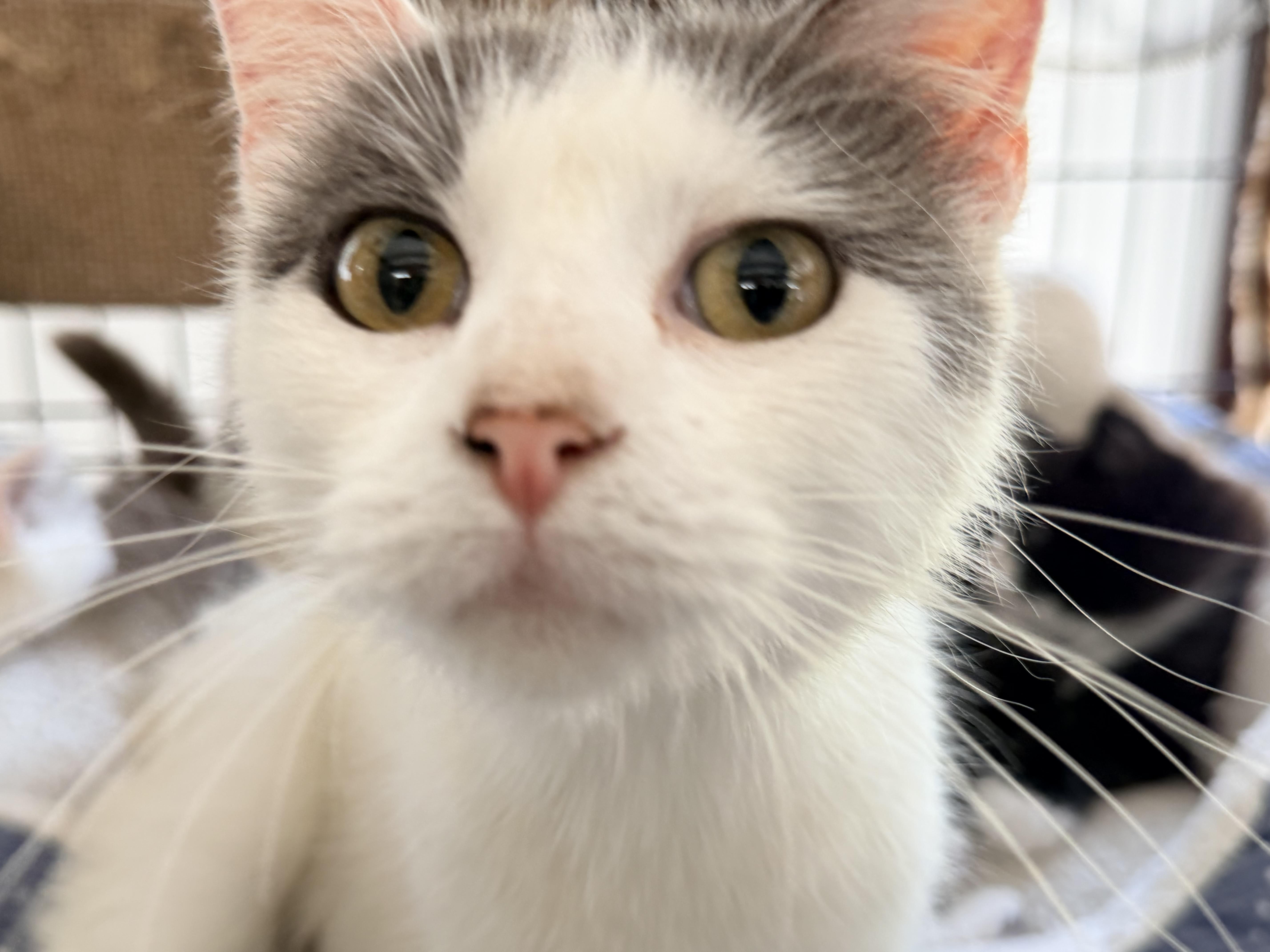 Angel, a ADOPTABLE Turkish Van in Horseshoe Bend, AR image 3/3