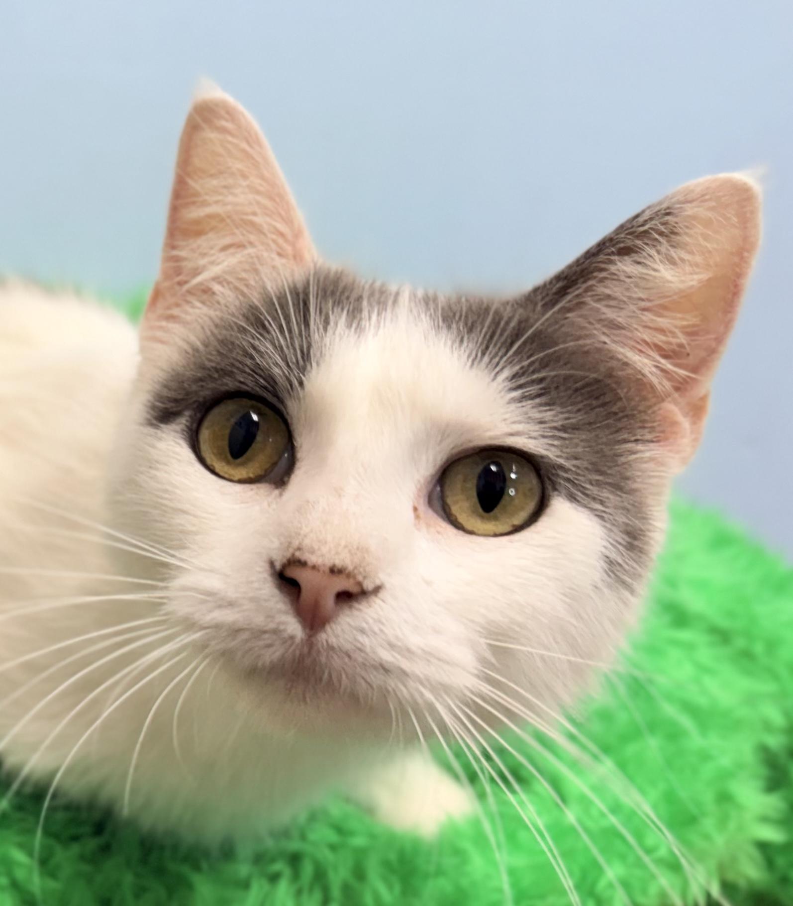 Angel, a ADOPTABLE Turkish Van in Horseshoe Bend, AR image 1/3