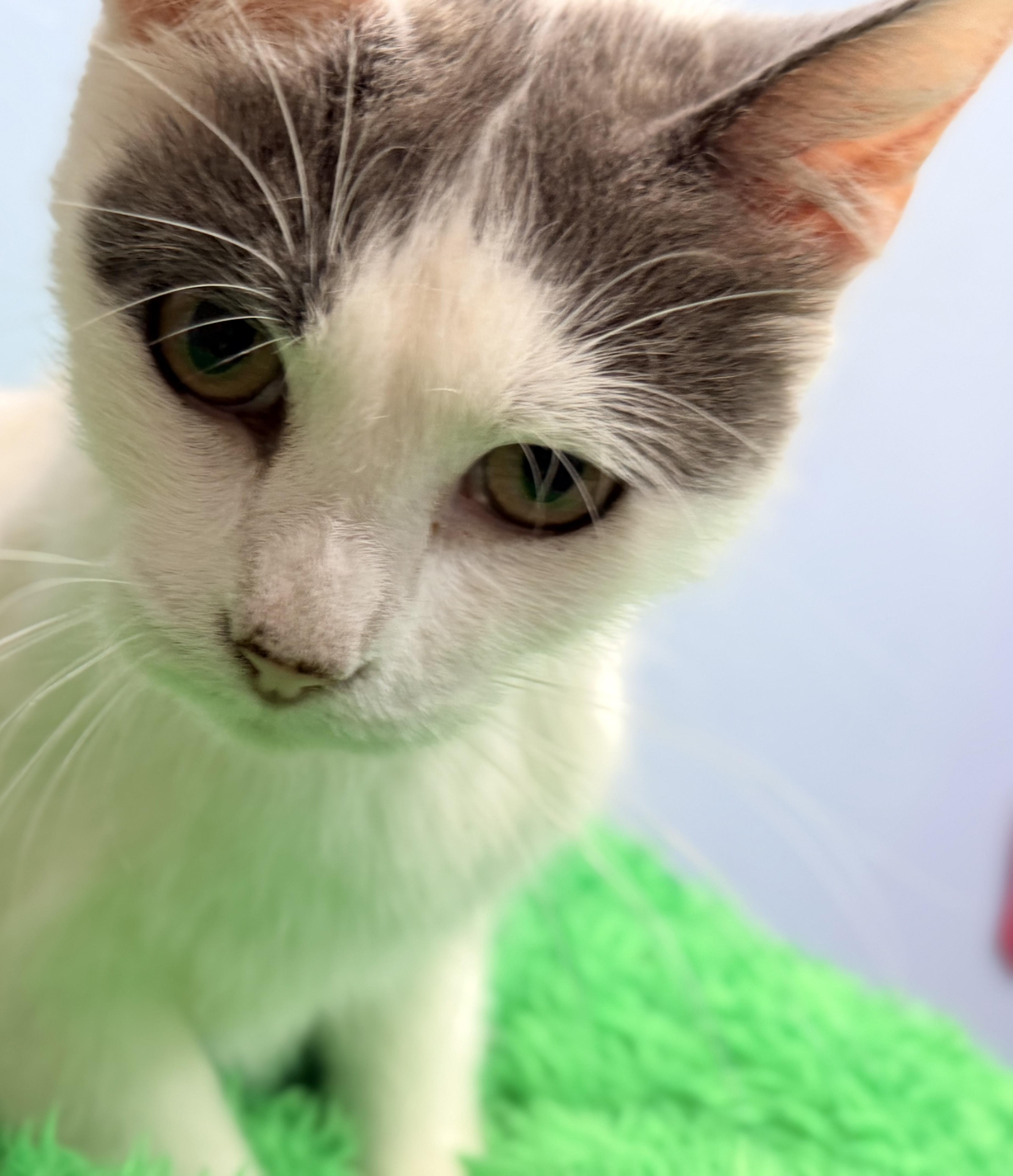 Angel, a ADOPTABLE Turkish Van in Horseshoe Bend, AR image 2/3