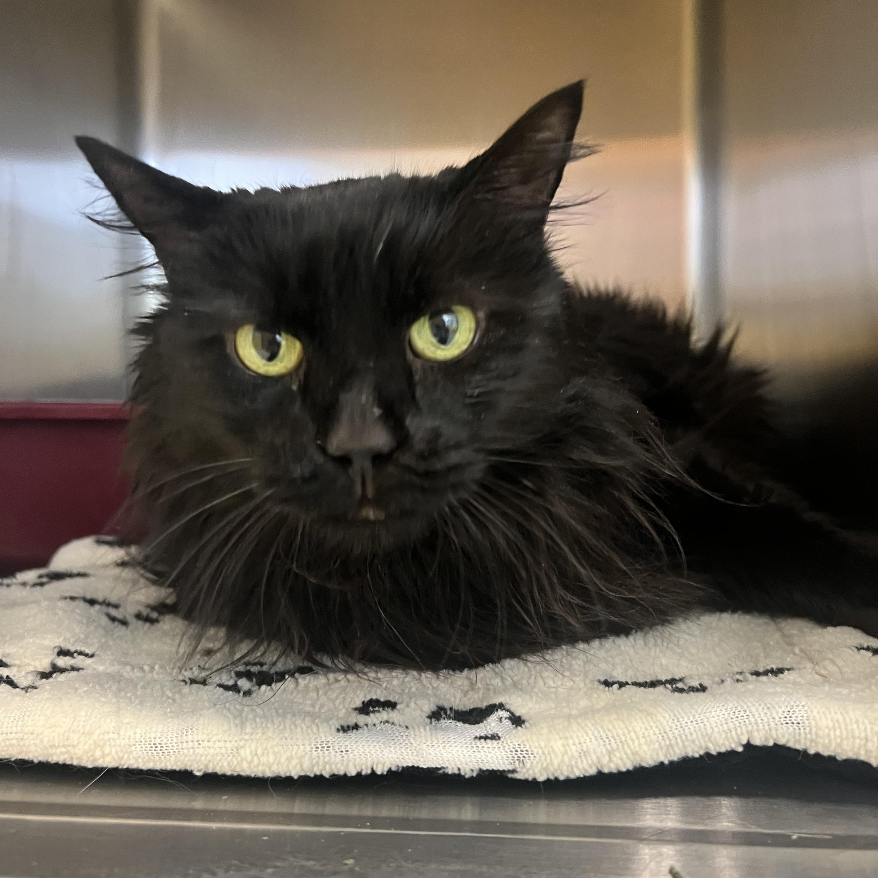 Enlarge Chloe, a ADOPTABLE Domestic Long Hair in Spokane, WA image 1/2