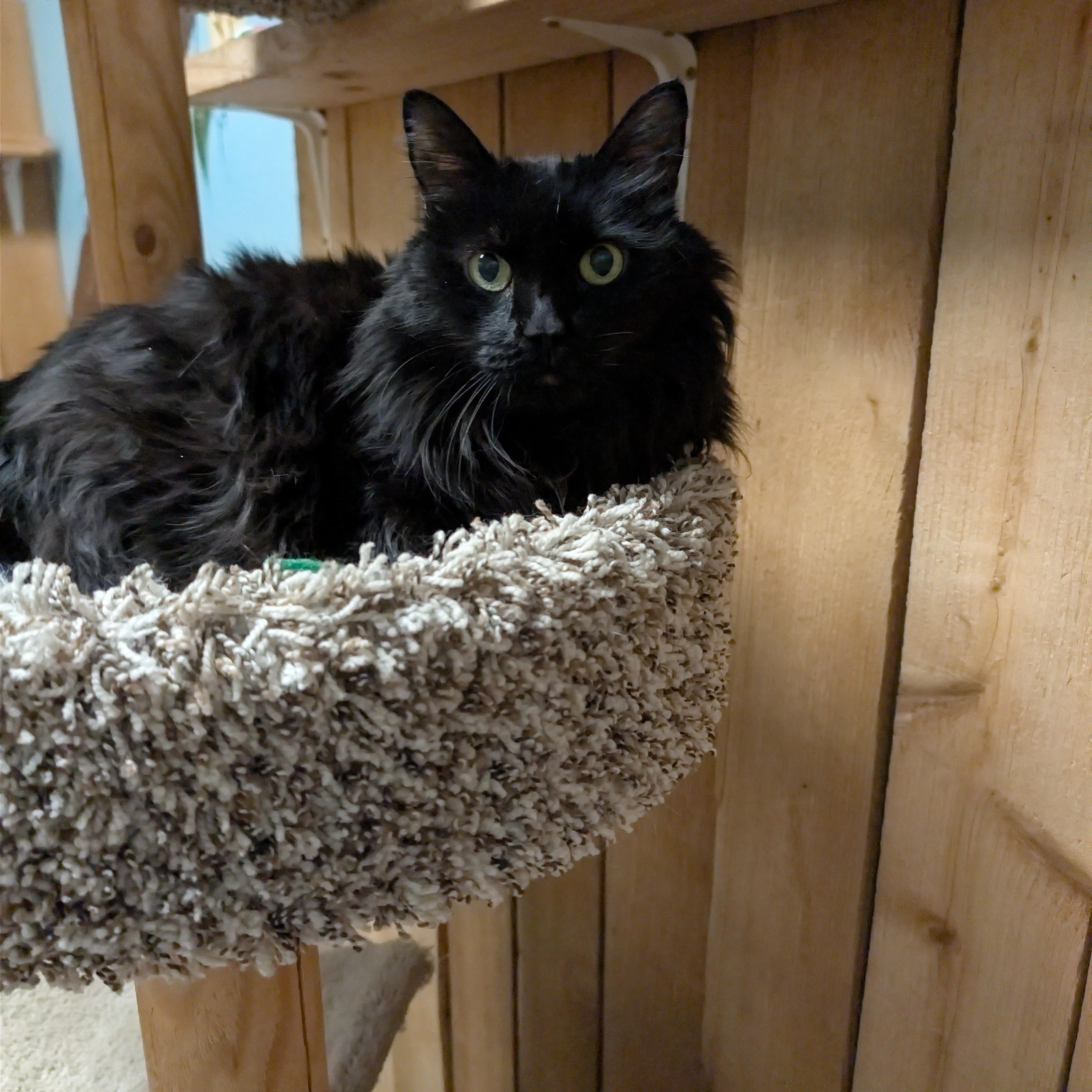 Enlarge Chloe, a ADOPTABLE Domestic Long Hair in Spokane, WA image 2/2