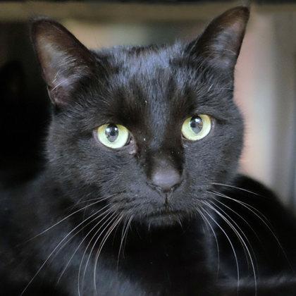 Smudge Donovan bff w/ Georgie Fig Newton, Adoptable, Adult Male Domestic Short Hair & Domestic Short Hair.