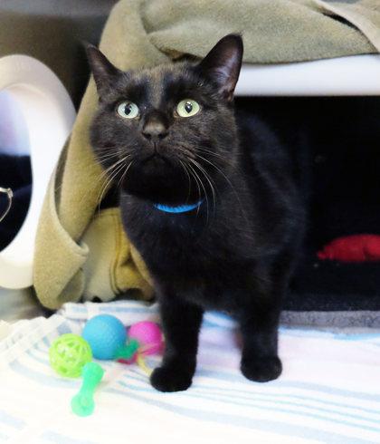 Smudge Donovan bff w/ Georgie Fig Newton, a Adoptable mixed breed in Ann Arbor, MI image 2/5