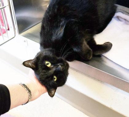 Smudge Donovan bff w/ Georgie Fig Newton, a Adoptable mixed breed in Ann Arbor, MI image 5/5