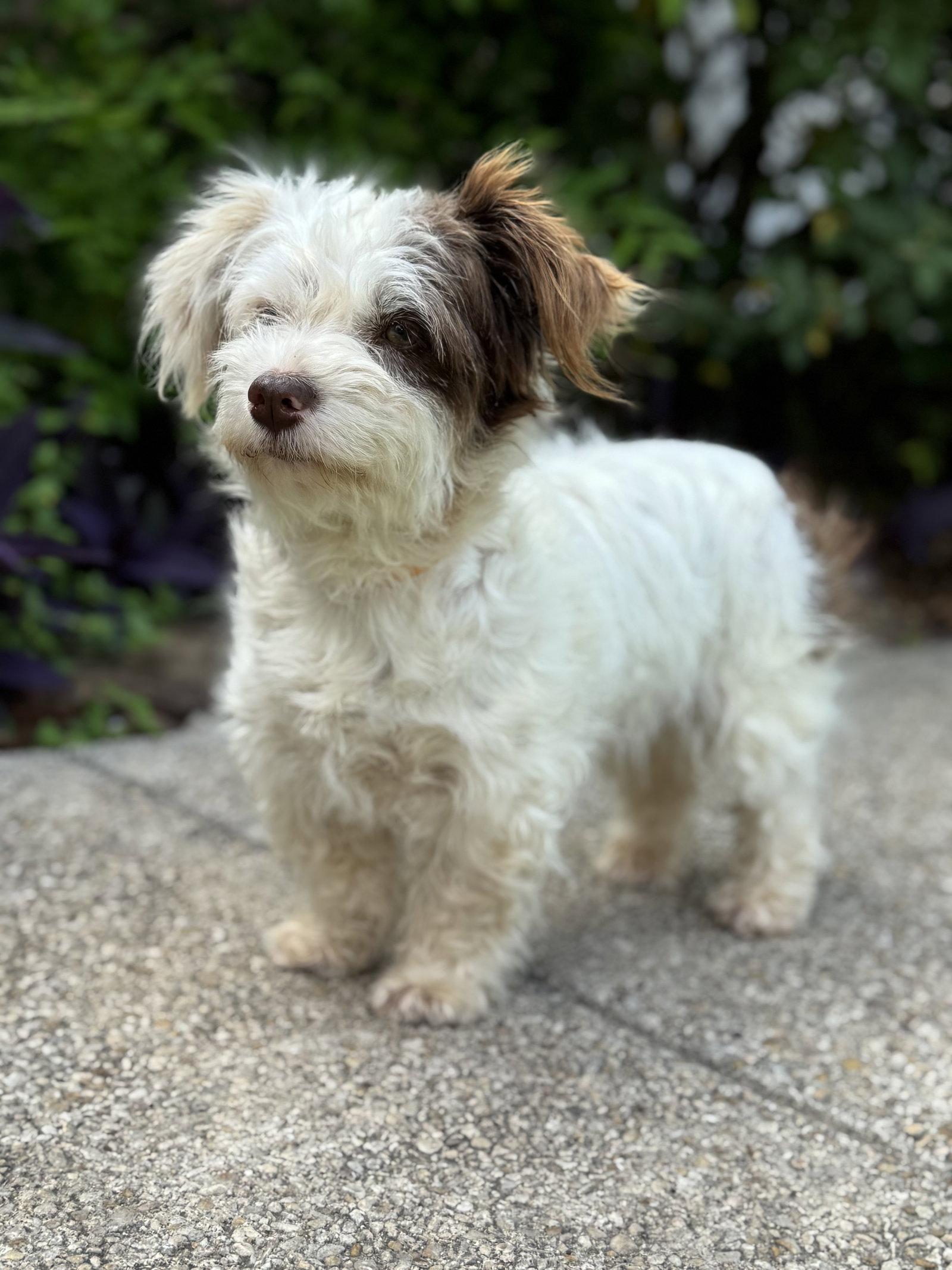 Layla, Adoptable, Adult Female Terrier.