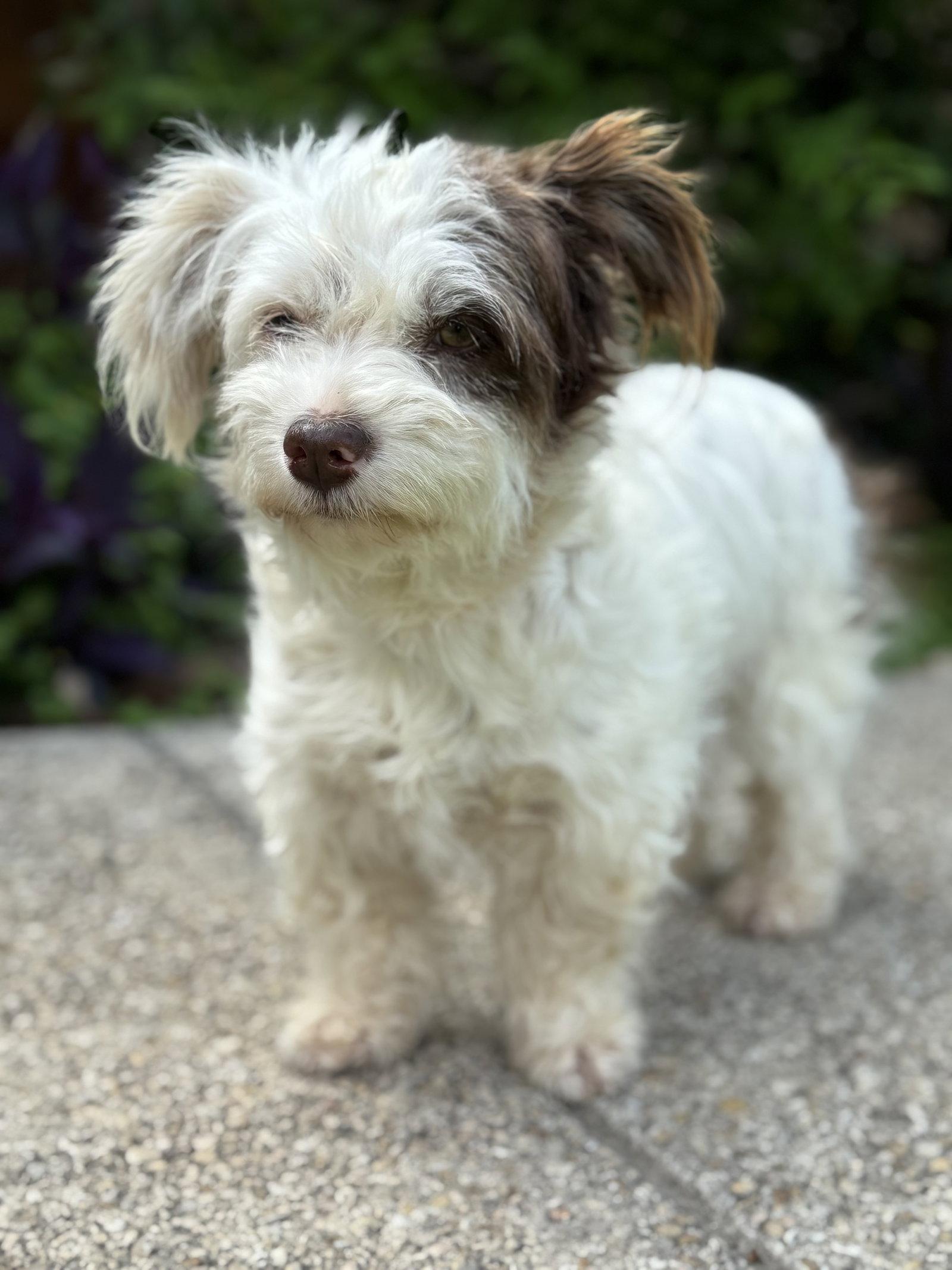 Enlarge Layla, a Adoptable Terrier in Helotes, TX image 2/3