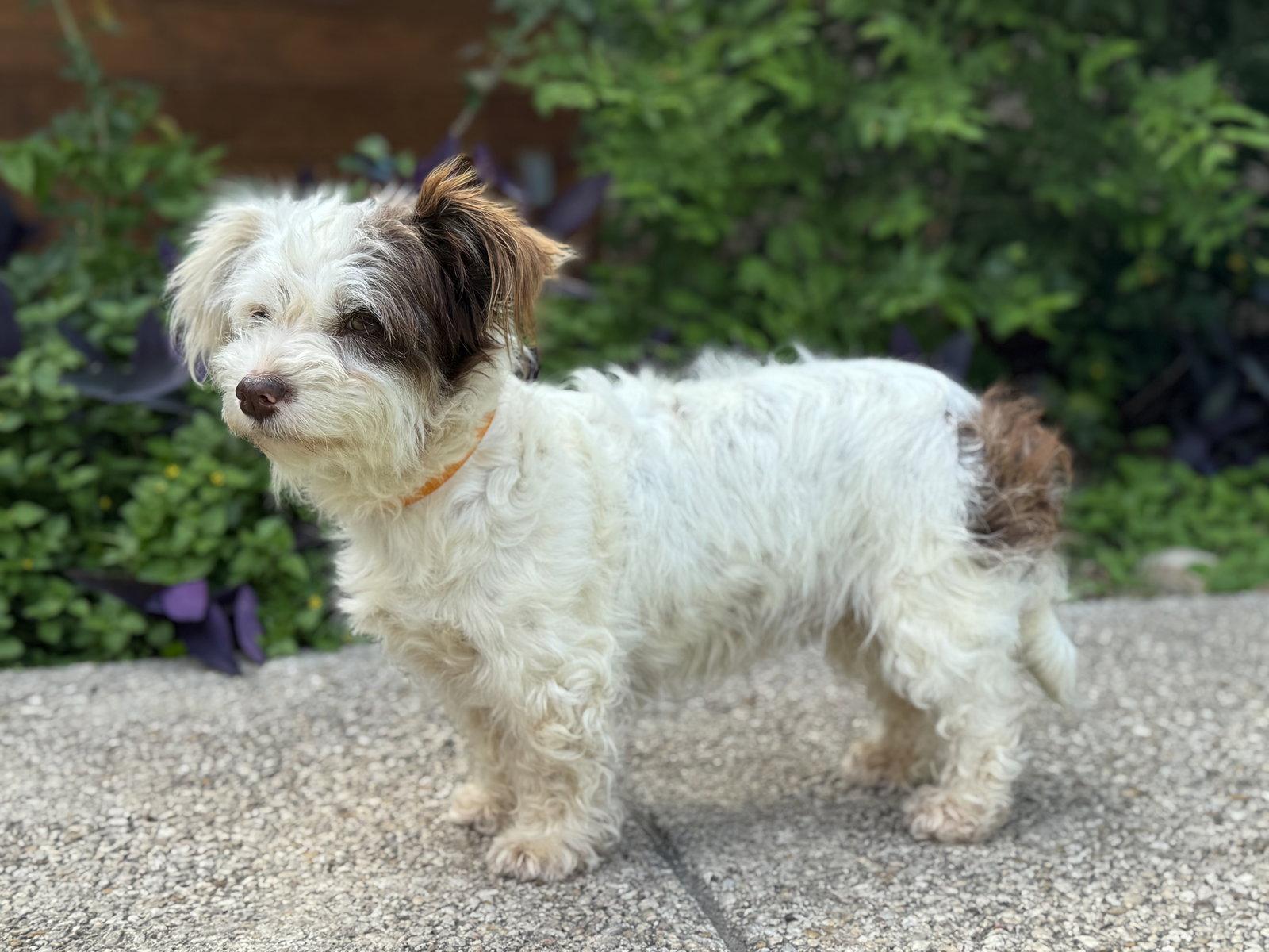Enlarge Layla, a Adoptable Terrier in Helotes, TX image 3/3