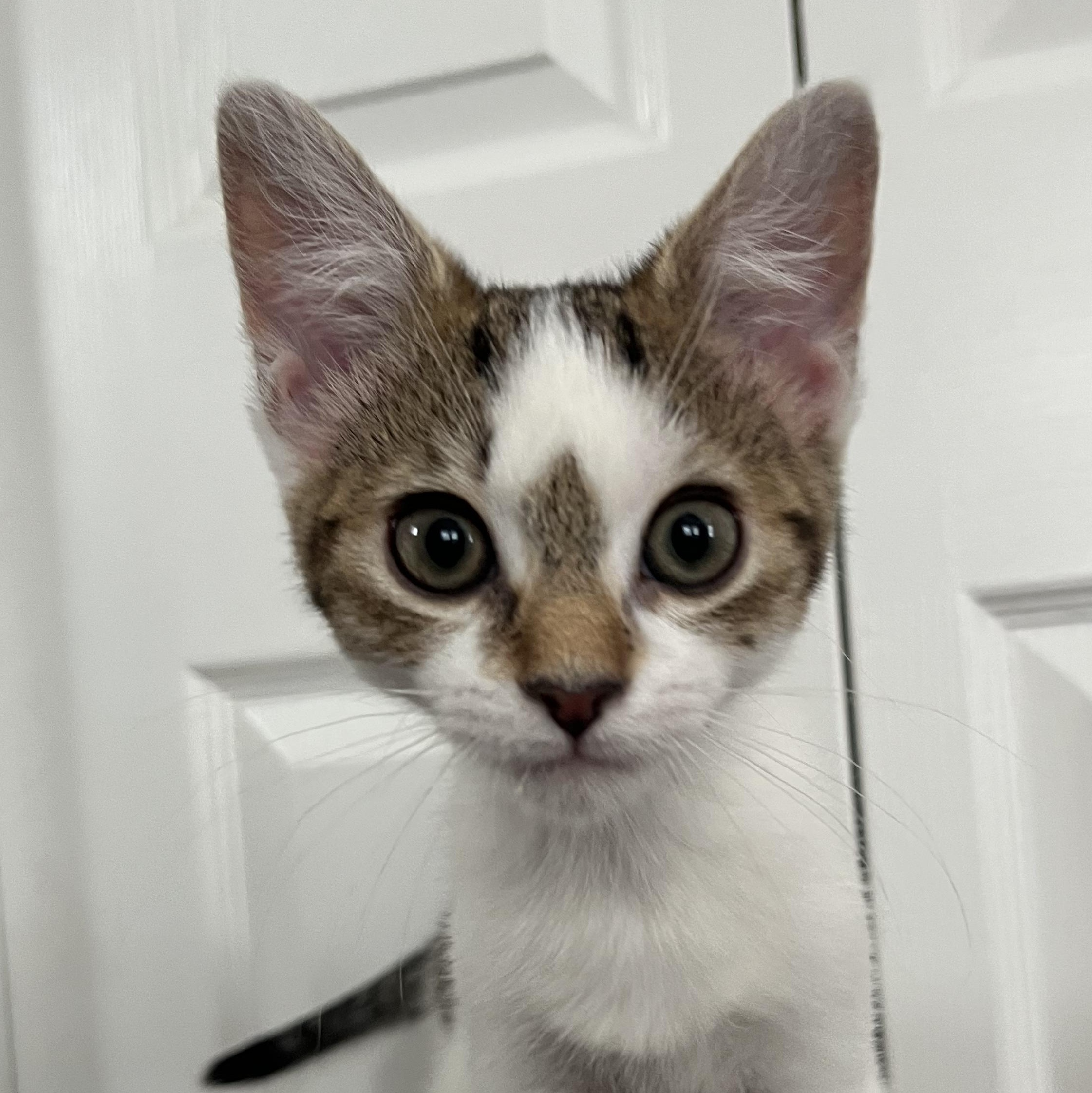 AMY, adopted, Kitten Female Domestic Short Hair.