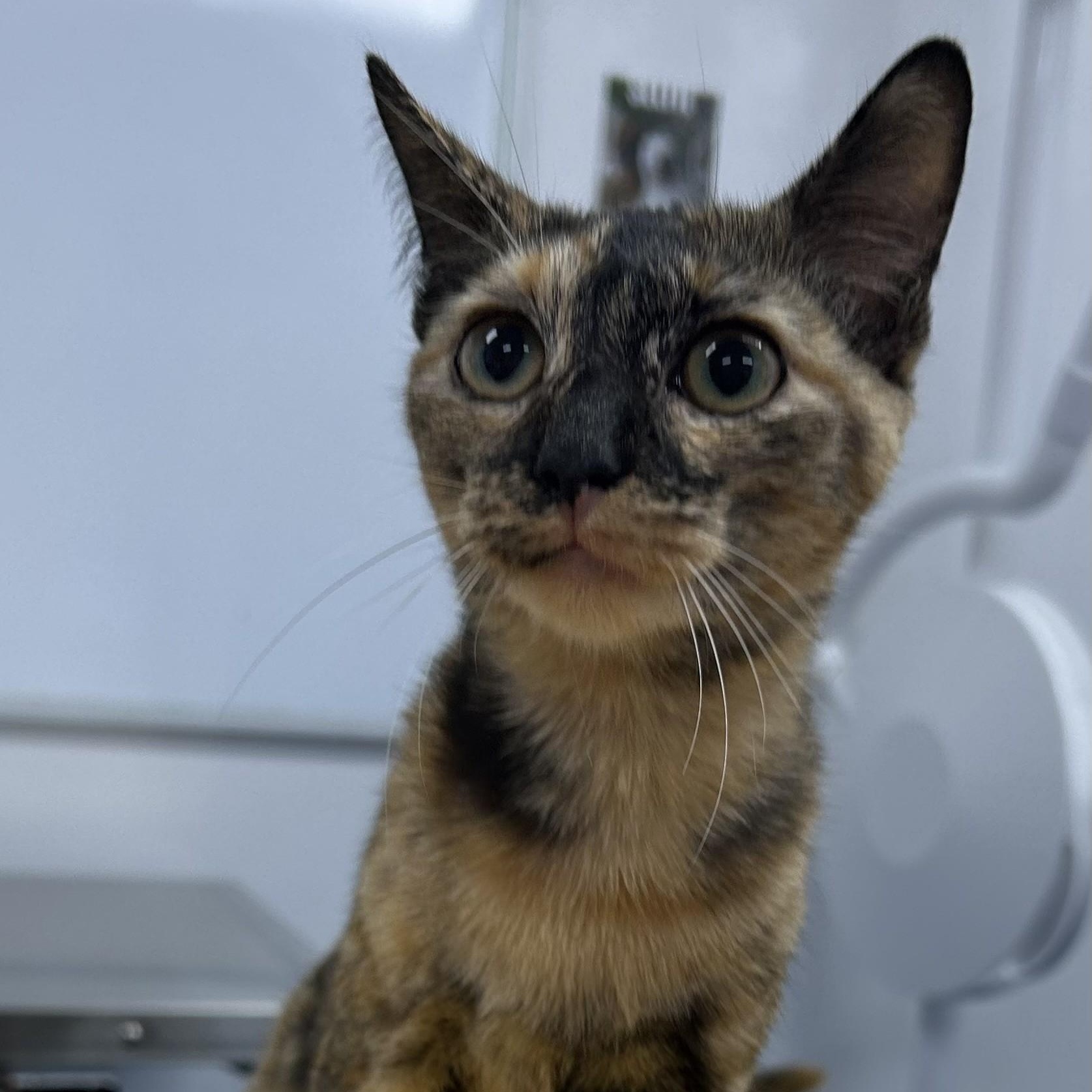 Enlarge Giselle, a Adopted American Shorthair in Danbury, CT image 1/1