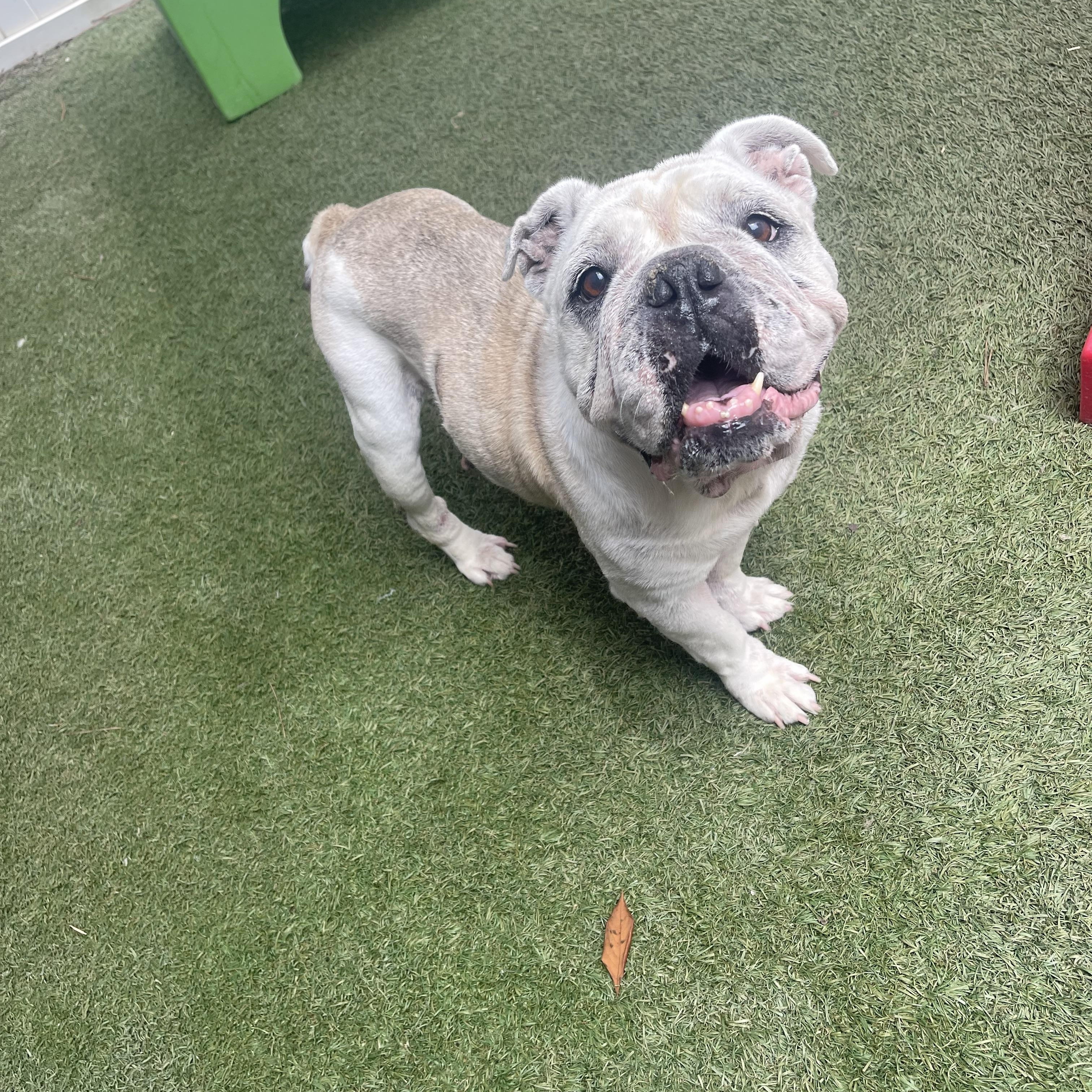 Enlarge Lola, a Adoptable English Bulldog in Baton Rouge, LA image 1/5