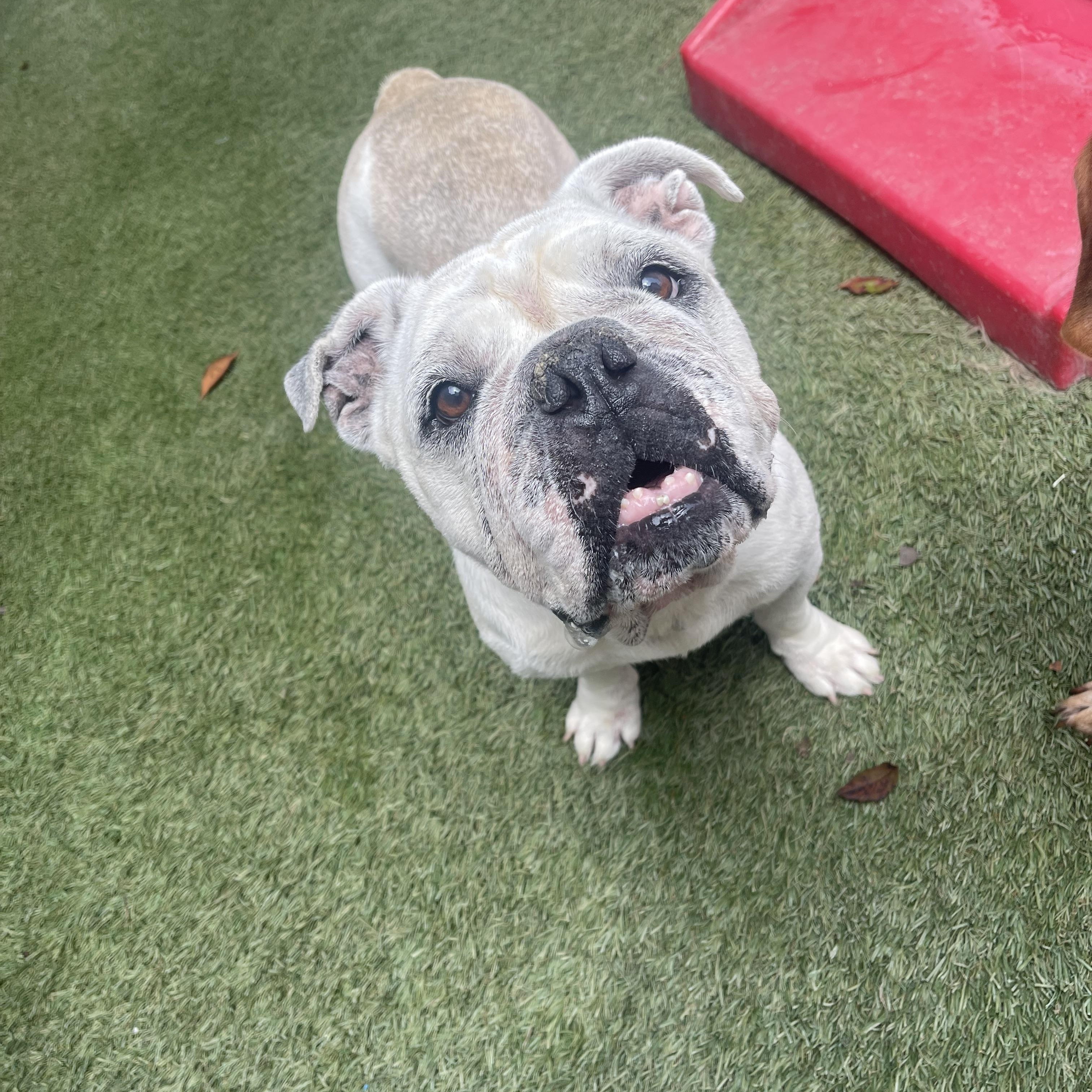 Enlarge Lola, a Adoptable English Bulldog in Baton Rouge, LA image 2/5