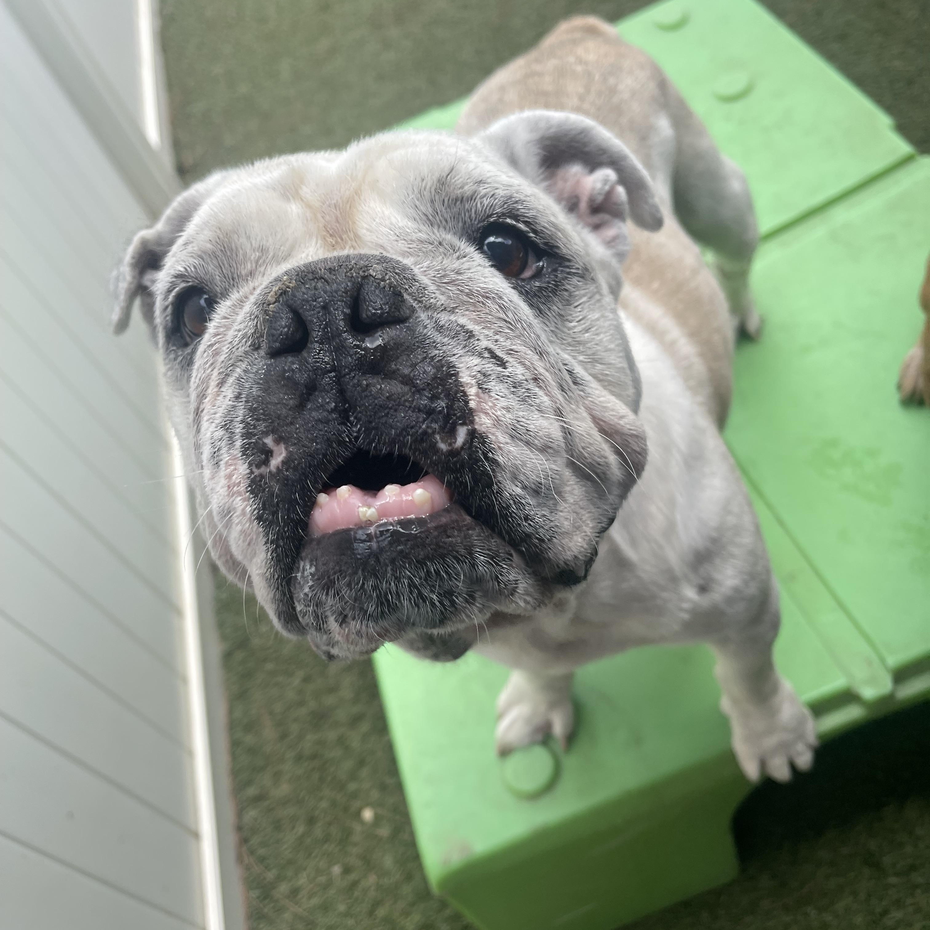 Enlarge Lola, a Adoptable English Bulldog in Baton Rouge, LA image 3/5