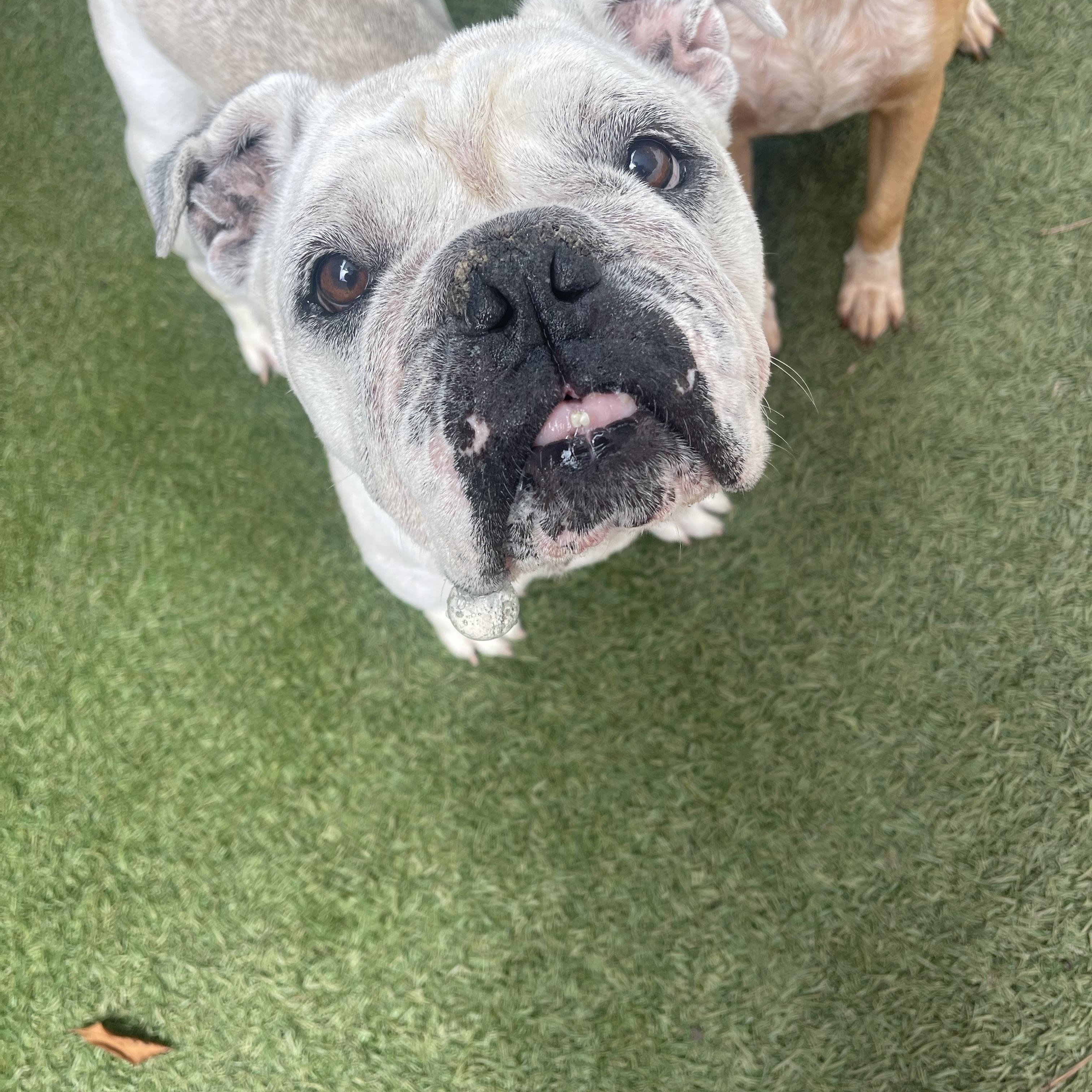 Enlarge Lola, a Adoptable English Bulldog in Baton Rouge, LA image 5/5