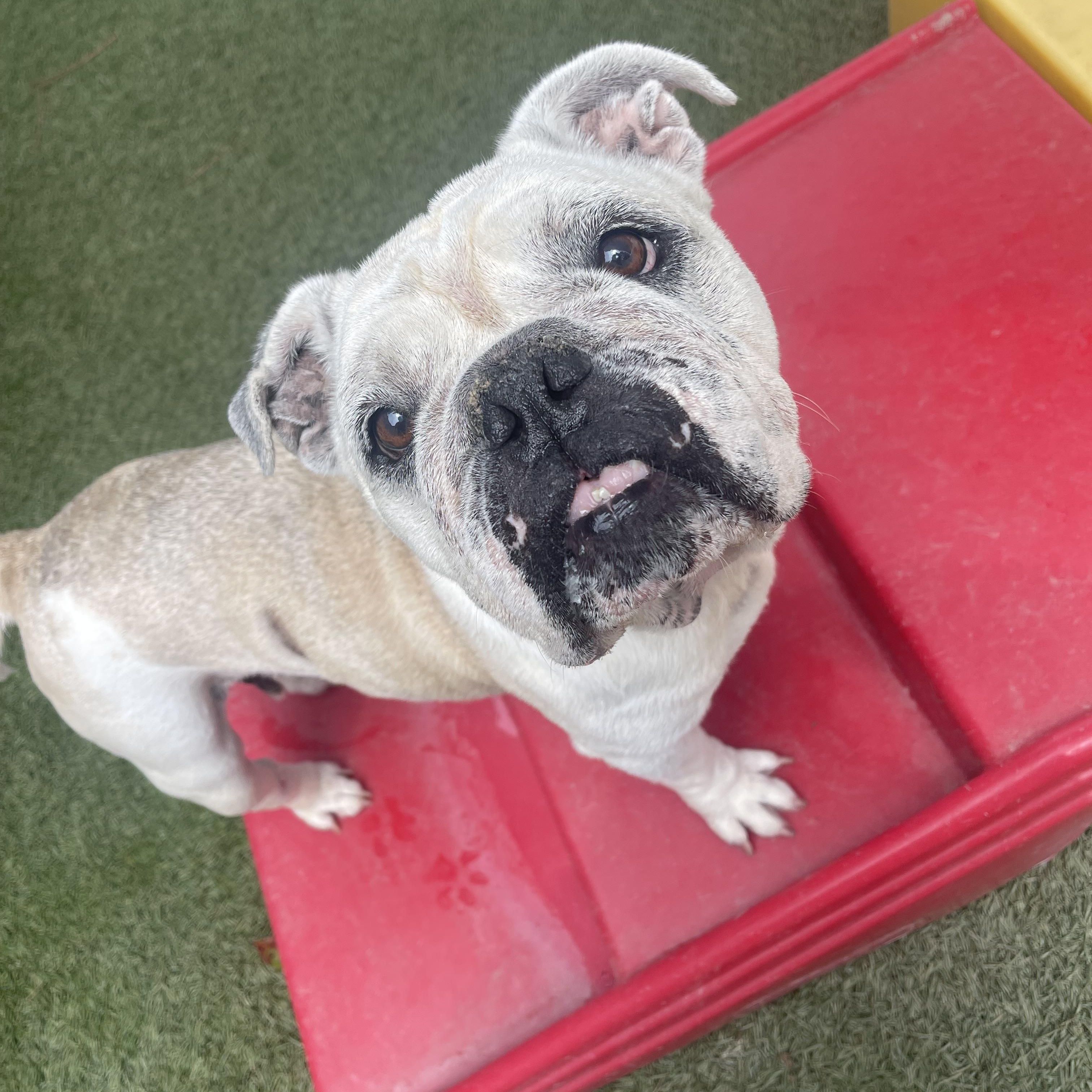 Enlarge Lola, a Adoptable English Bulldog in Baton Rouge, LA image 4/5