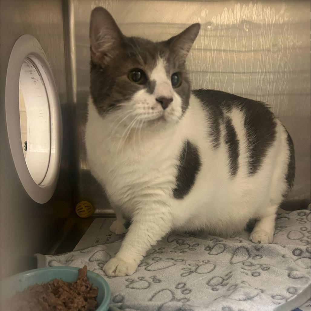 Beau, Adoptable, Senior Male Domestic Medium Hair.