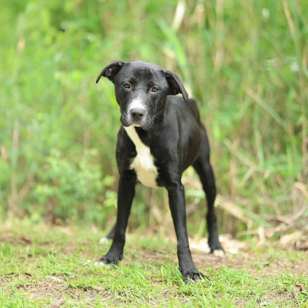 Enlarge Journey, a Adoptable mixed breed in Newburgh, NY image 2/2