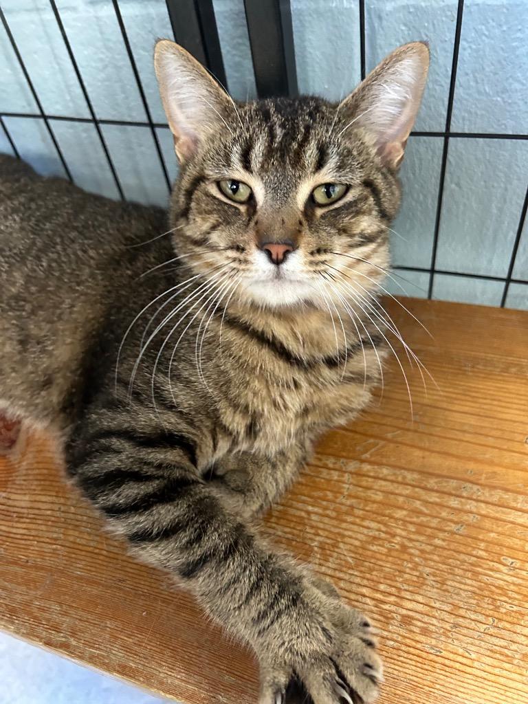 Enlarge Chive, a Adoptable mixed breed in Bryan, OH image 1/1