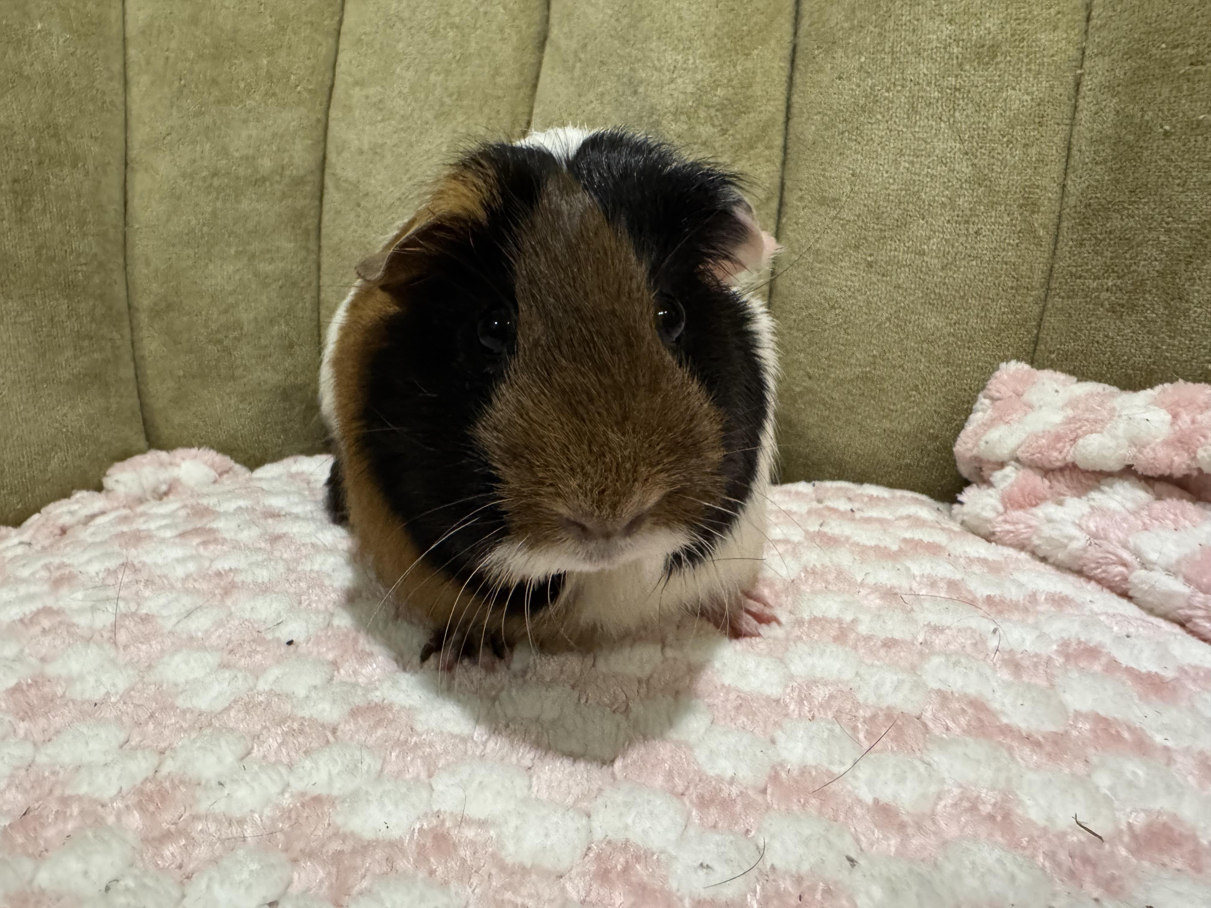 Sundae , ADOPTABLE, Young Female Guinea Pig.