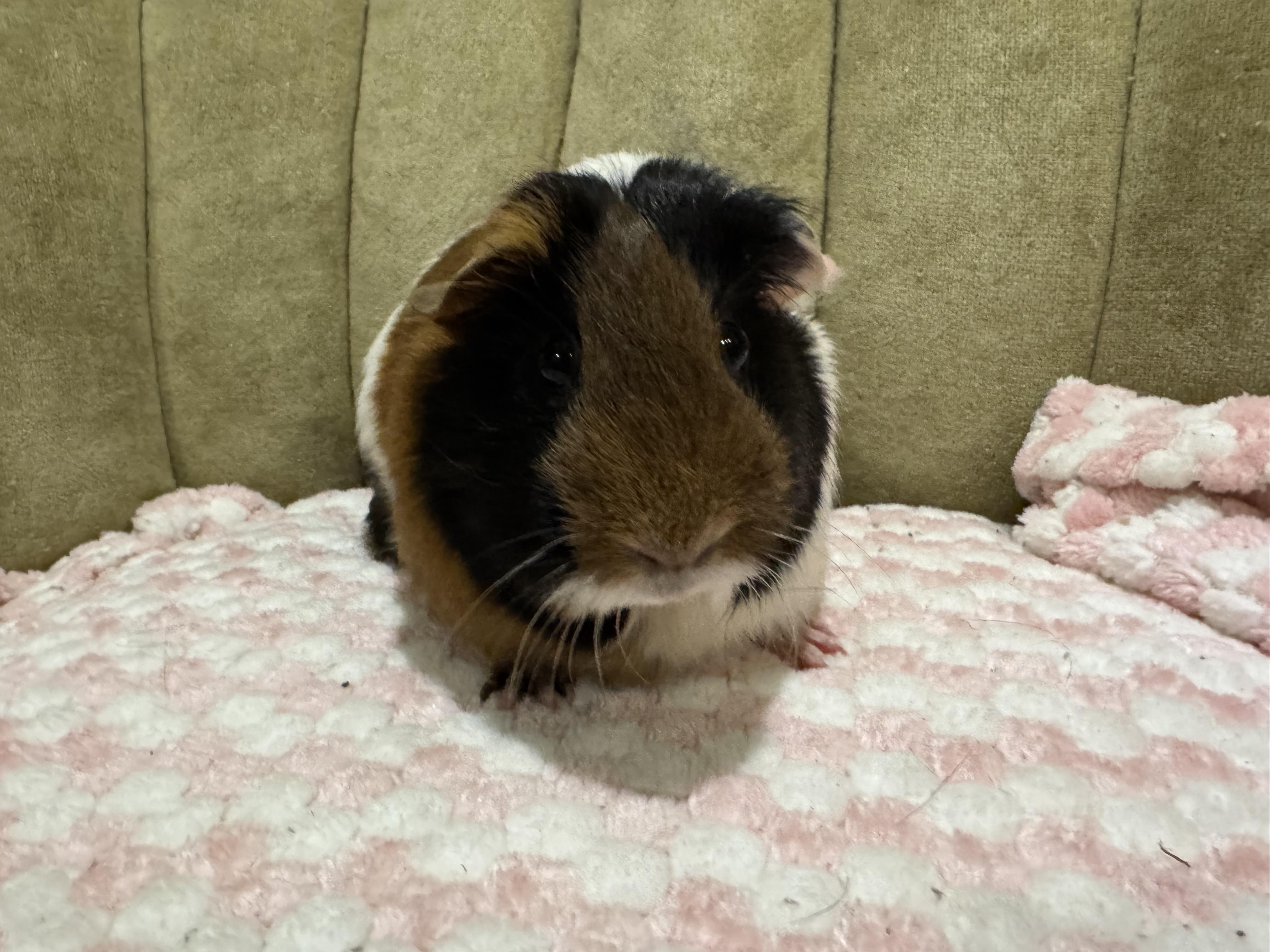 Sundae , an adopted Guinea Pig in Walnut Grove, CA image 2/2