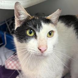 Winter, Adoptable, Young Female Domestic Short Hair.