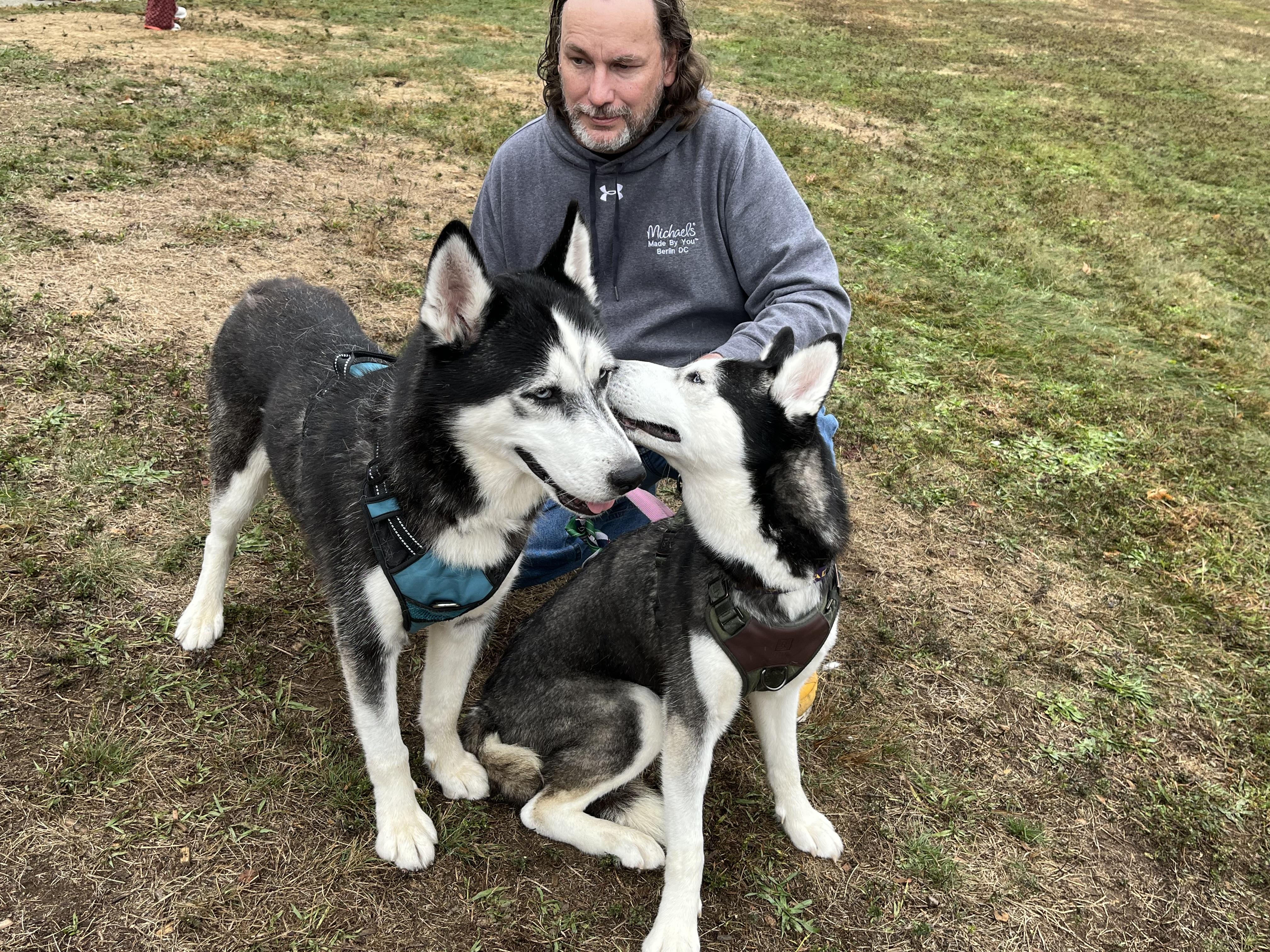 Raven, Adoptable, Young Female Siberian Husky & Husky.
