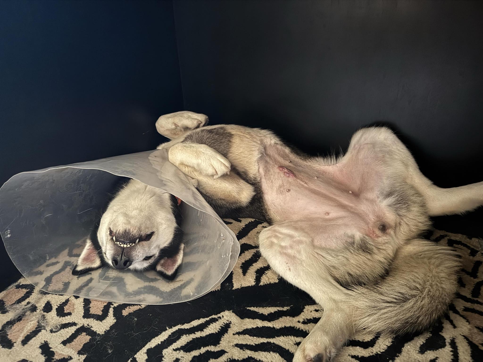 Enlarge Raven, a Adoptable mixed breed in North Haledon, NJ image 2/6