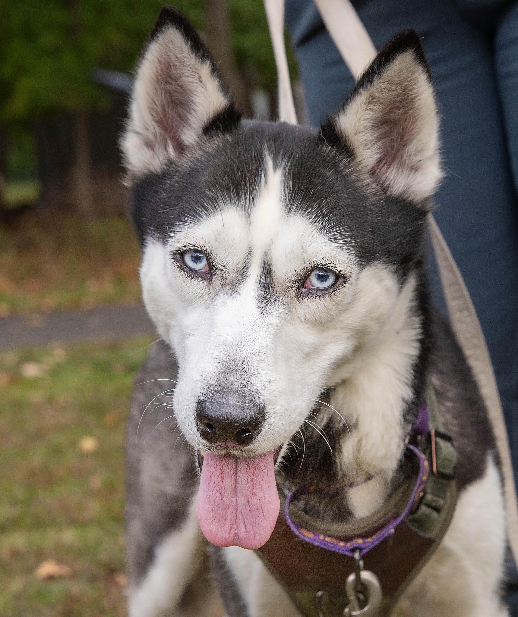 Enlarge Raven, a Adoptable mixed breed in North Haledon, NJ image 3/6