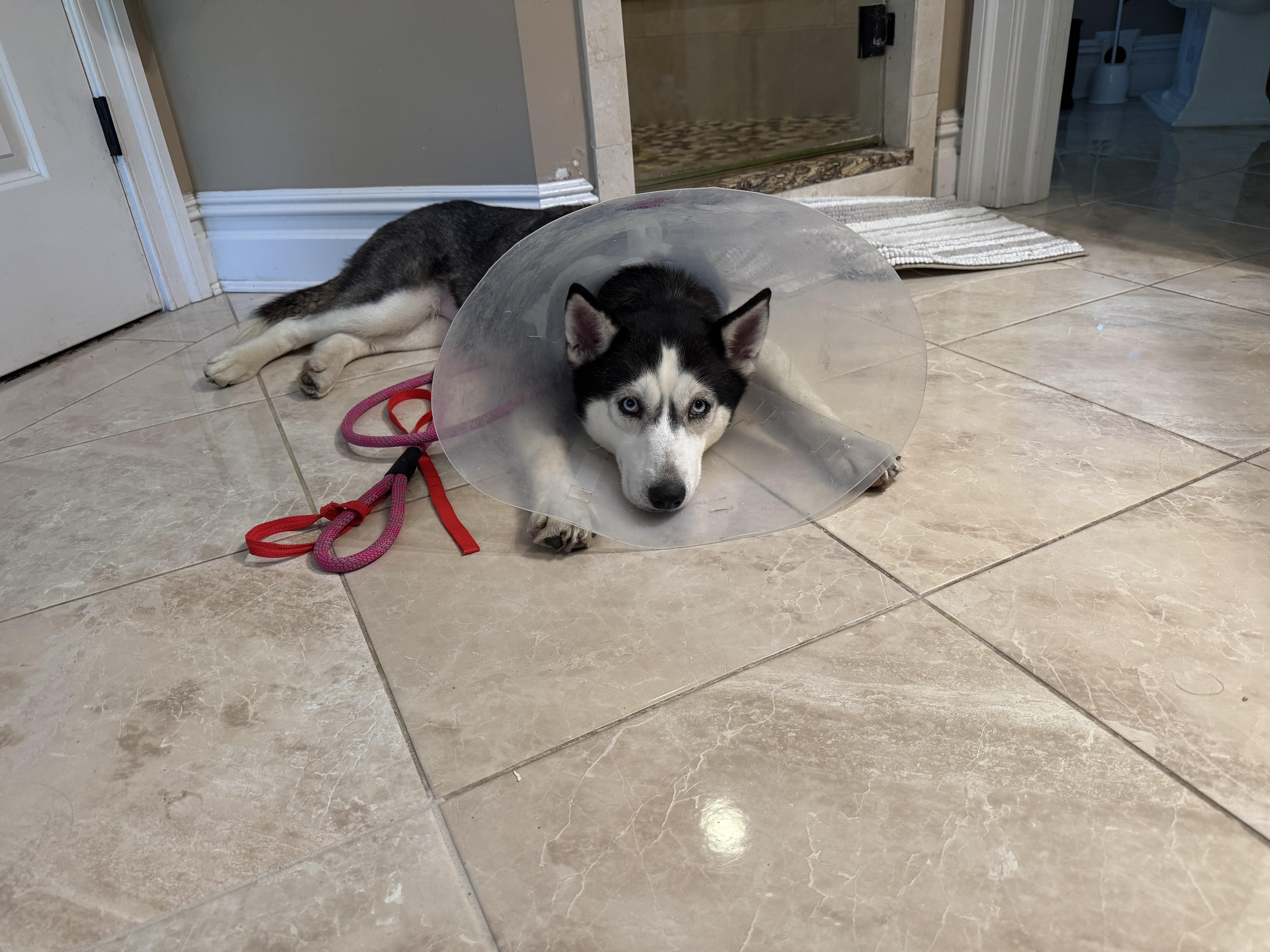 Enlarge Raven, a Adoptable mixed breed in North Haledon, NJ image 4/6