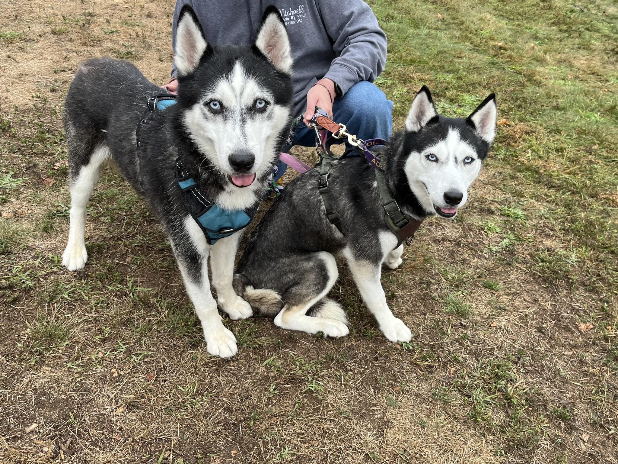 Enlarge Raven, a Adoptable mixed breed in North Haledon, NJ image 5/6
