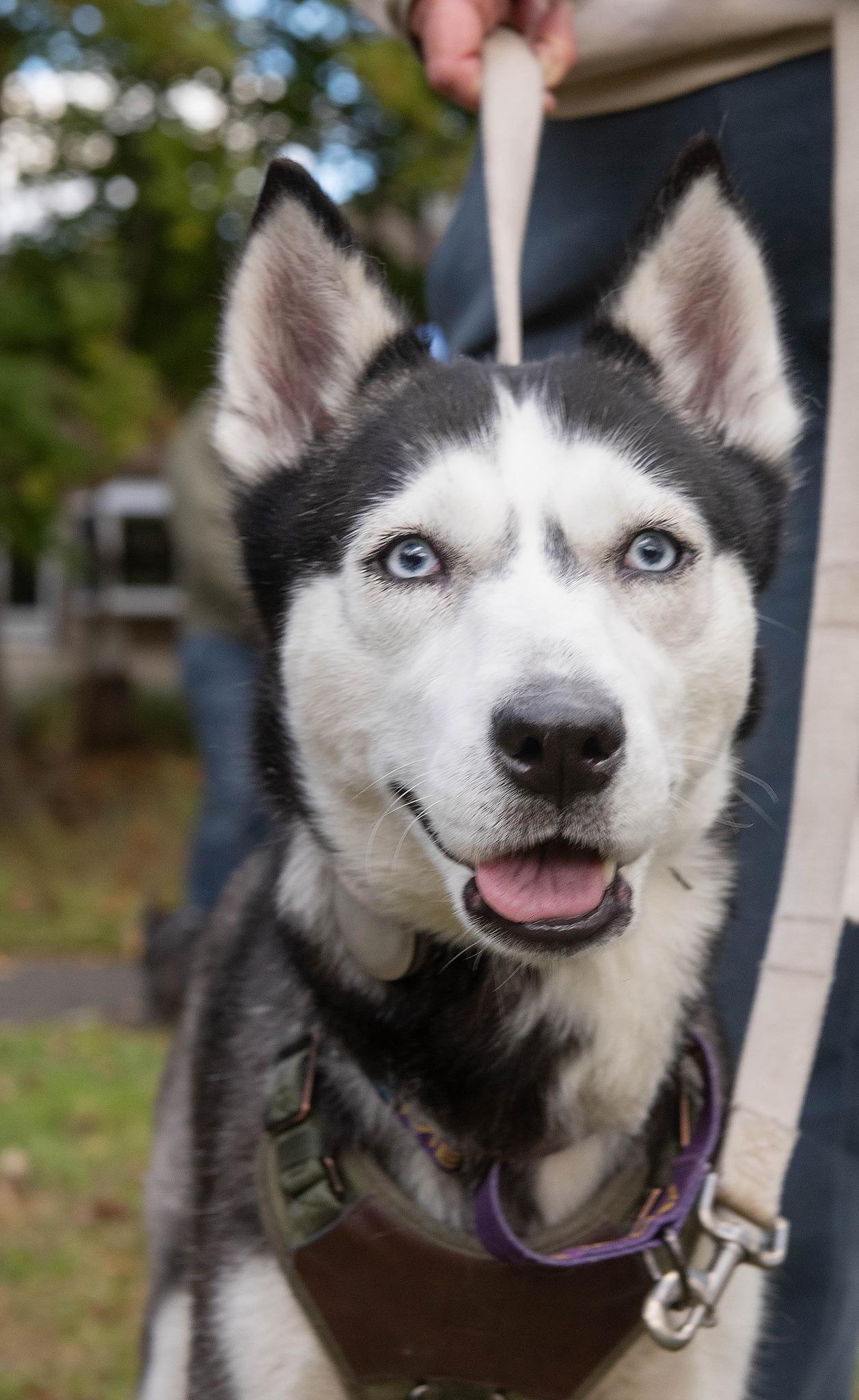 Enlarge Raven, a Adoptable mixed breed in North Haledon, NJ image 6/6
