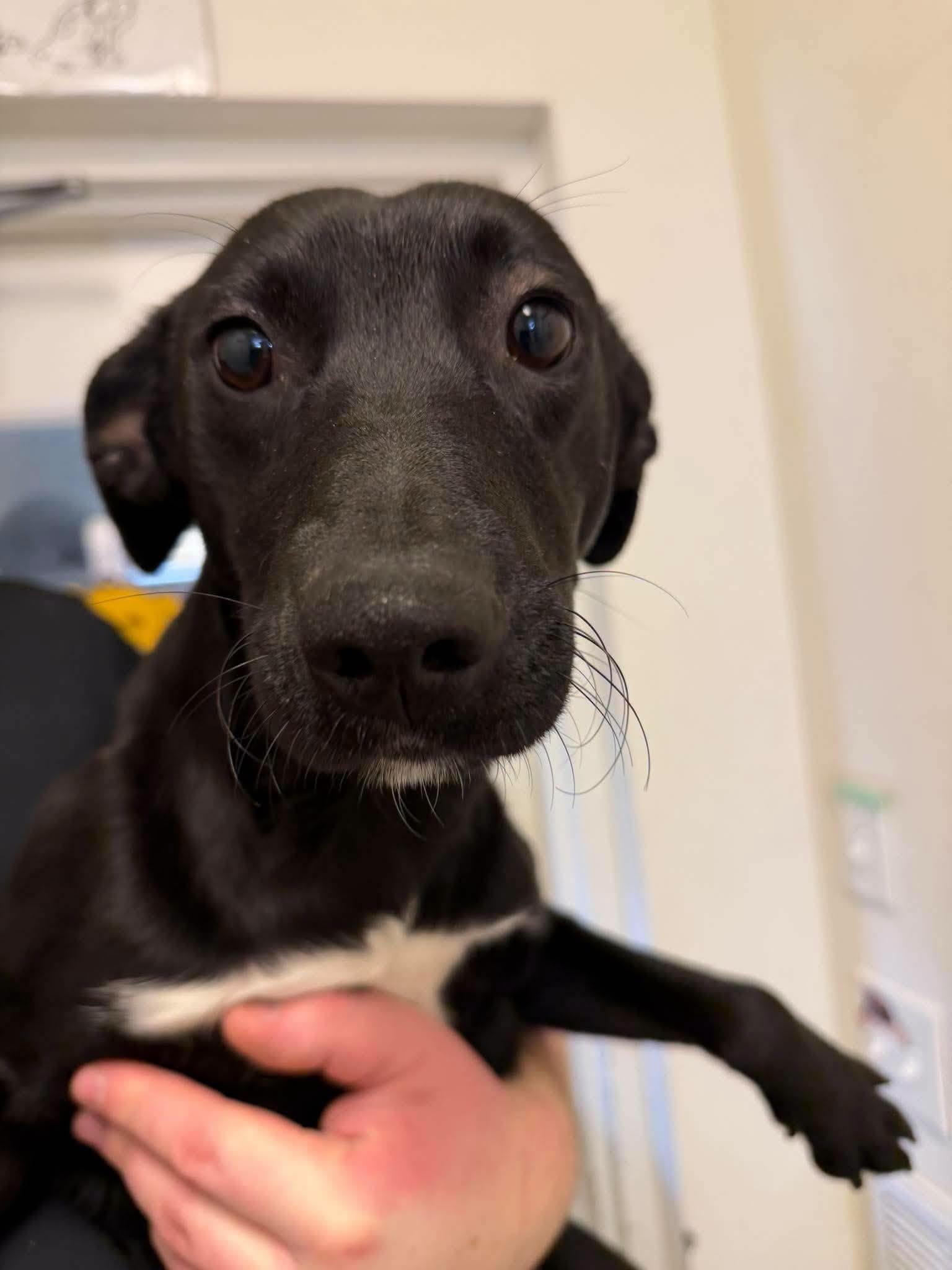 Rex, Adoptable, Young Male Black Labrador Retriever.