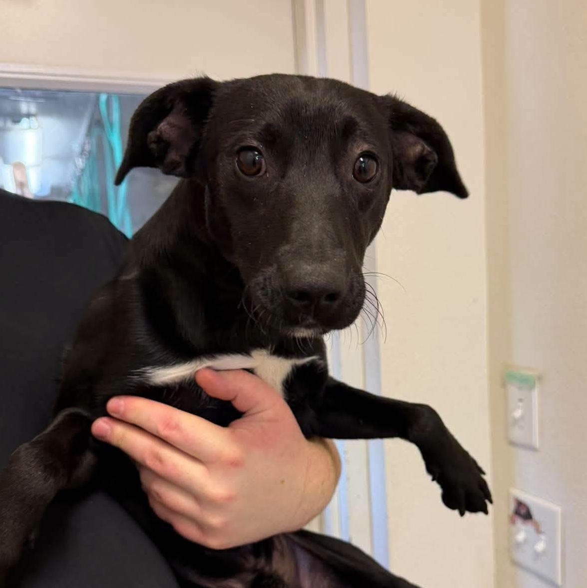 Enlarge Rex, a Adoptable mixed breed in Weaverville, CA image 2/2